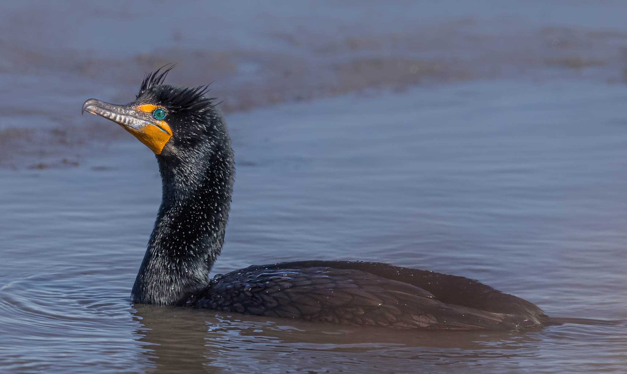 Double-crested Cormorant