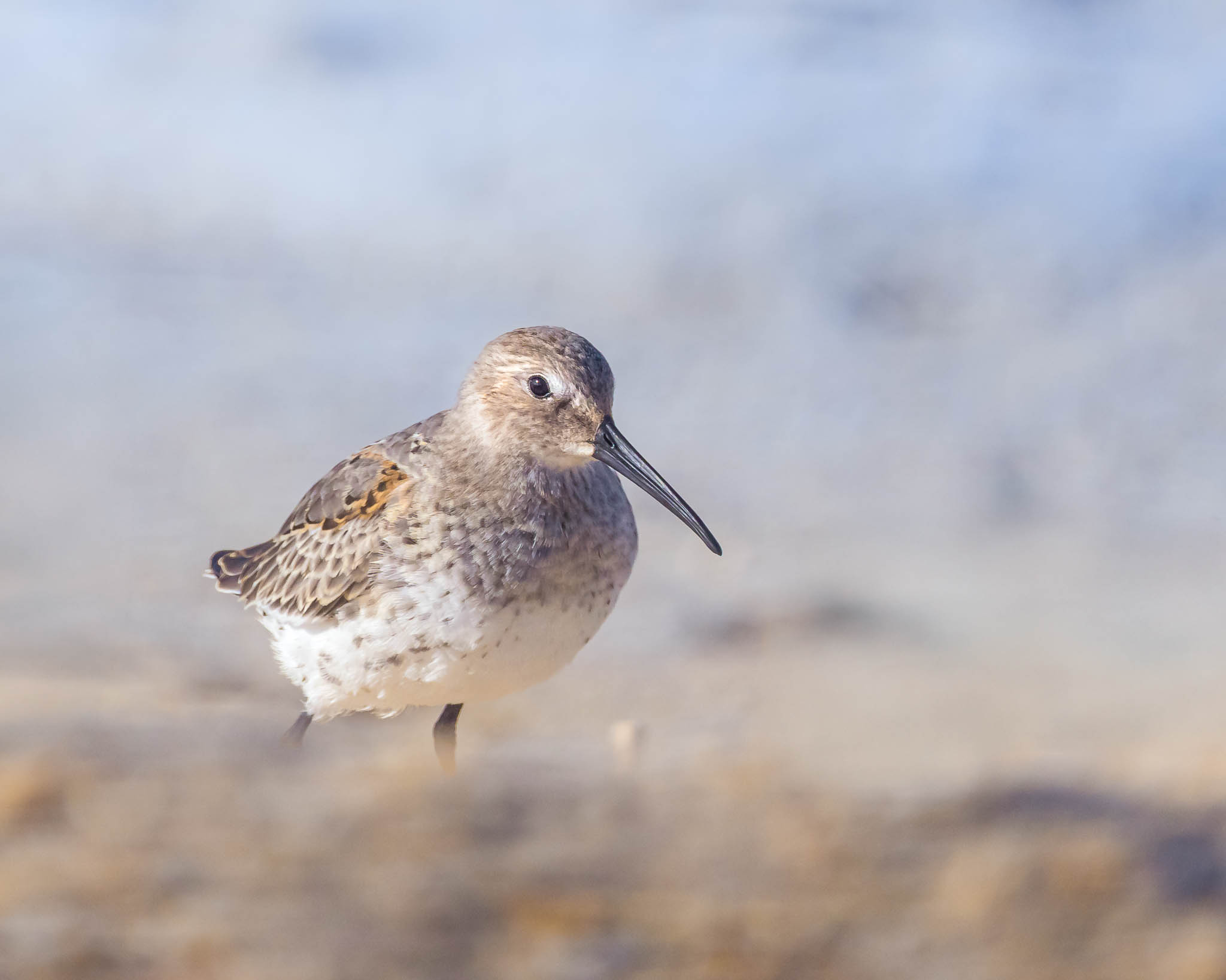 Dunlin