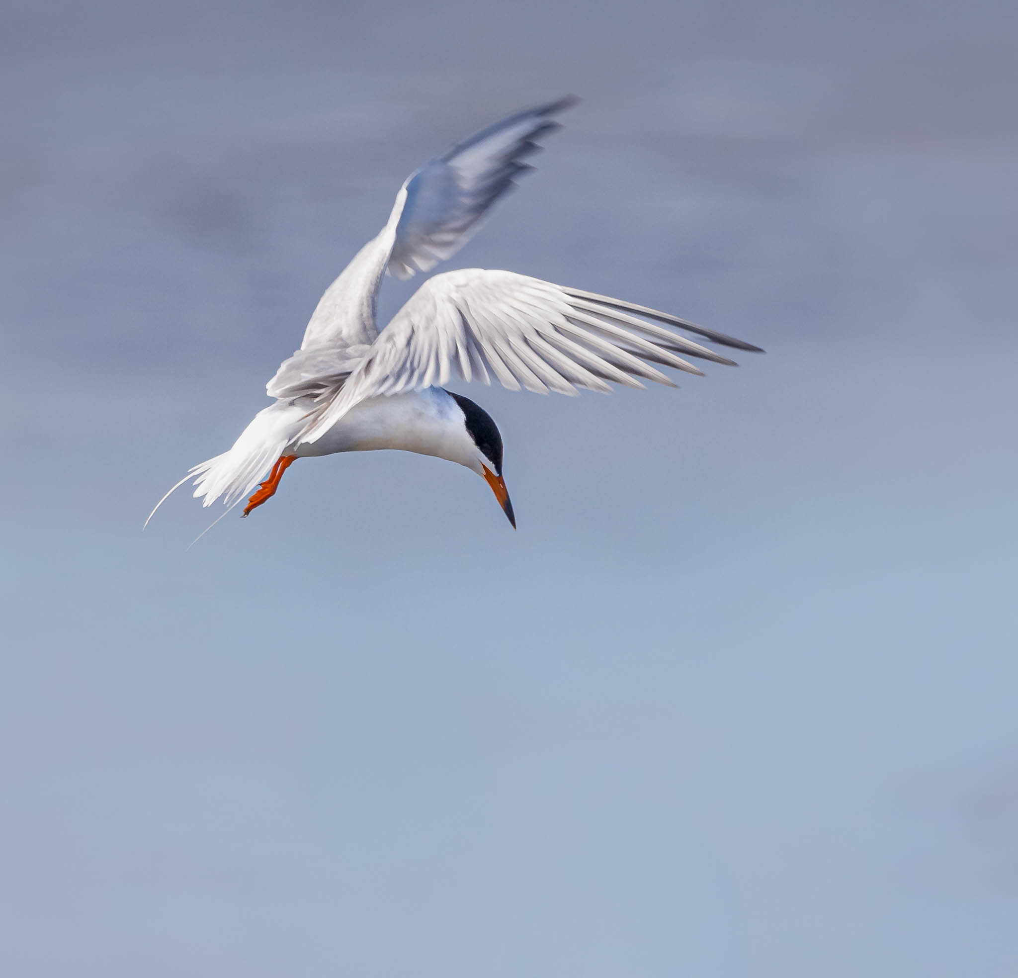Forster's Tern
