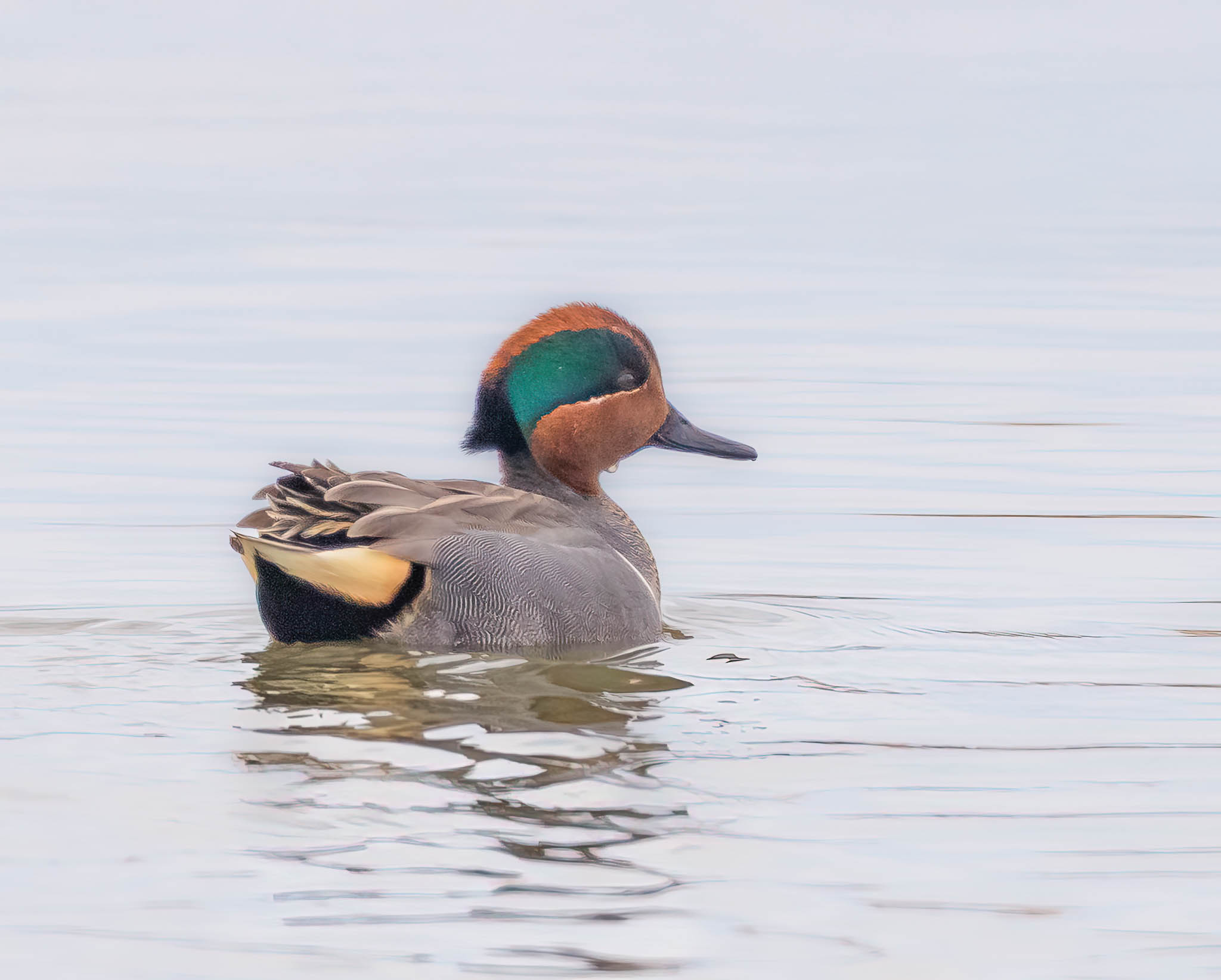 Green-winged Teal