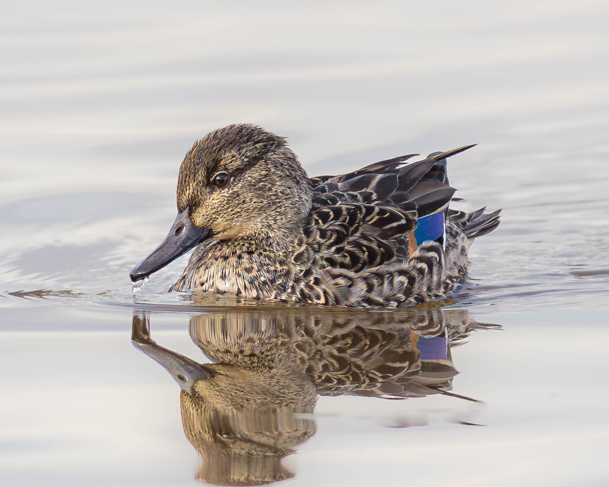 Green-winged Teal
