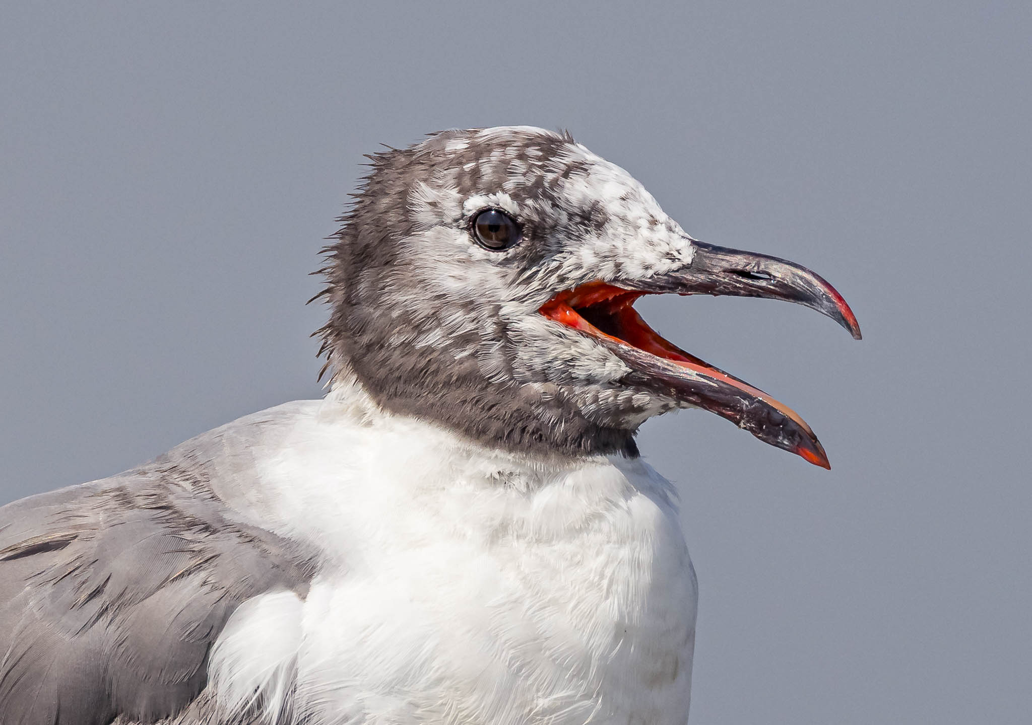 Laughing Gull