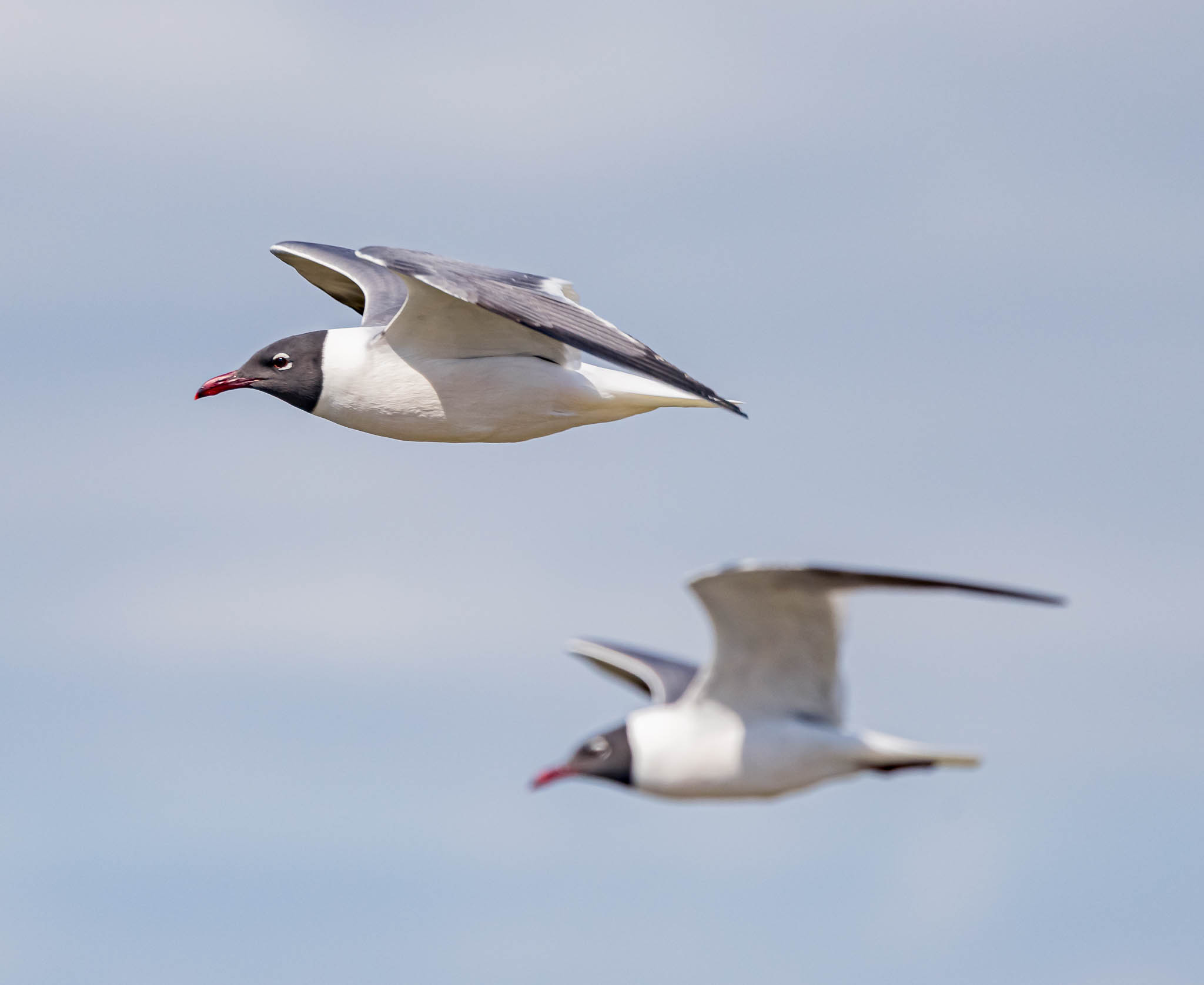 Laughing Gull