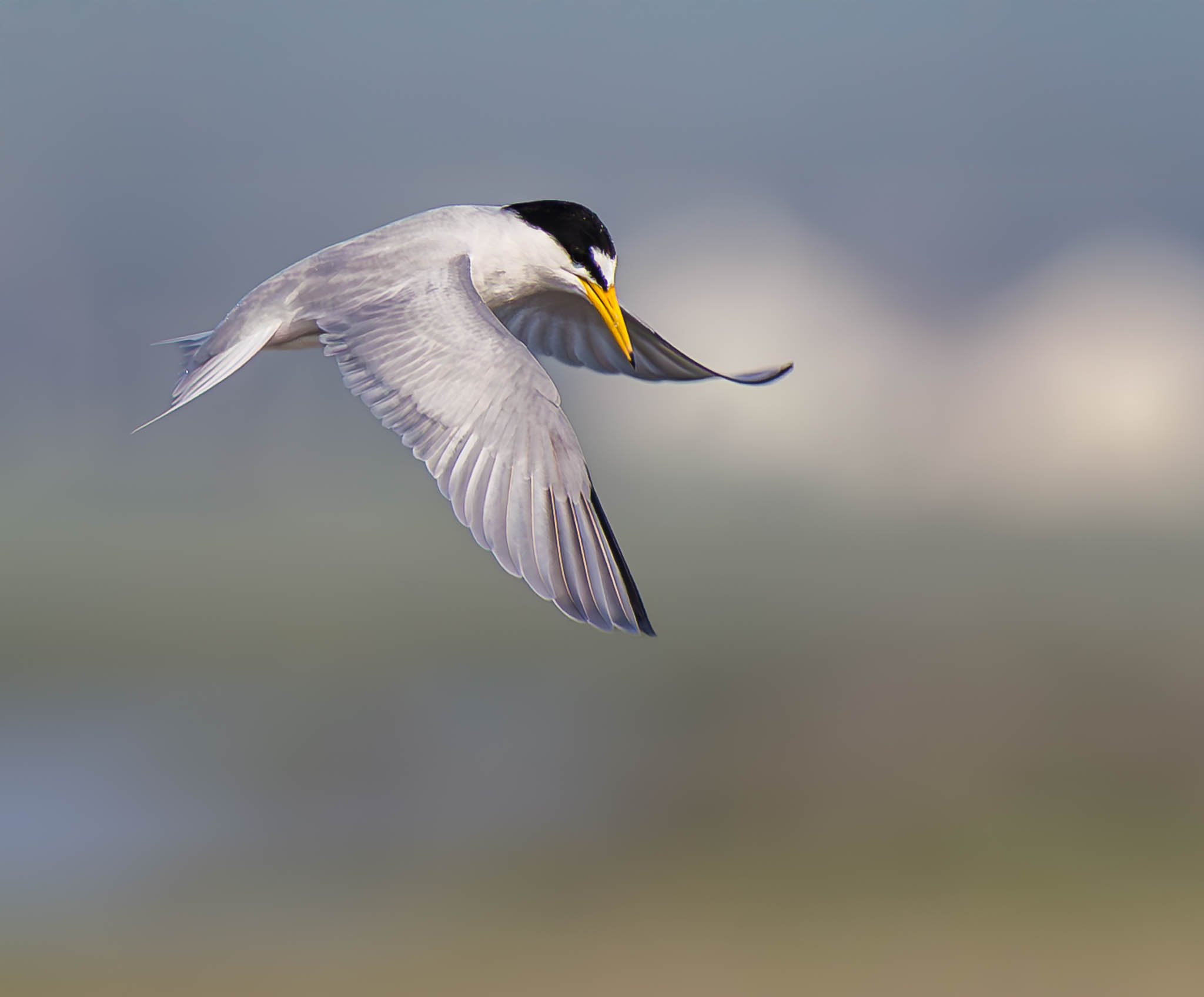 Least Tern