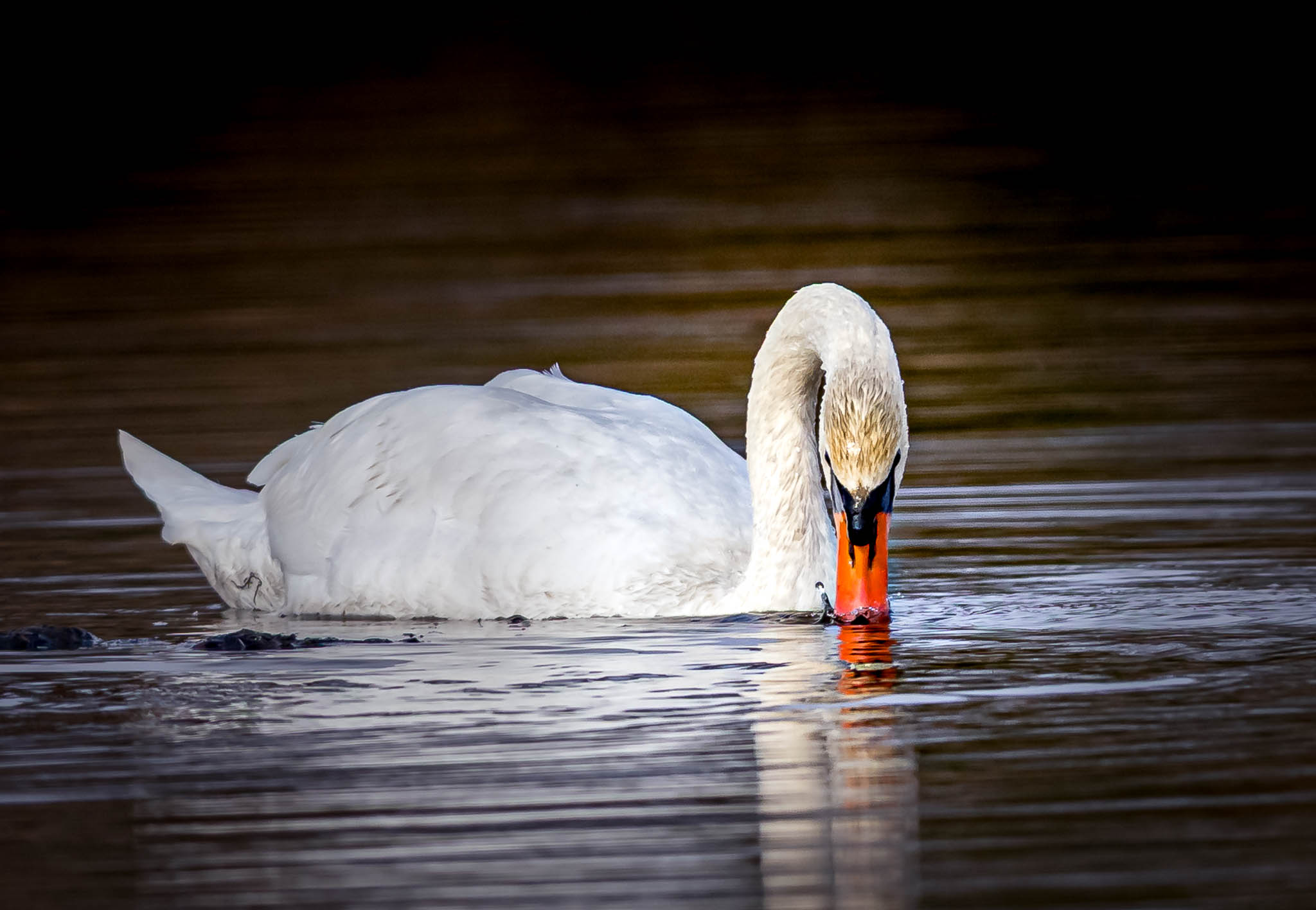 Mute Swan