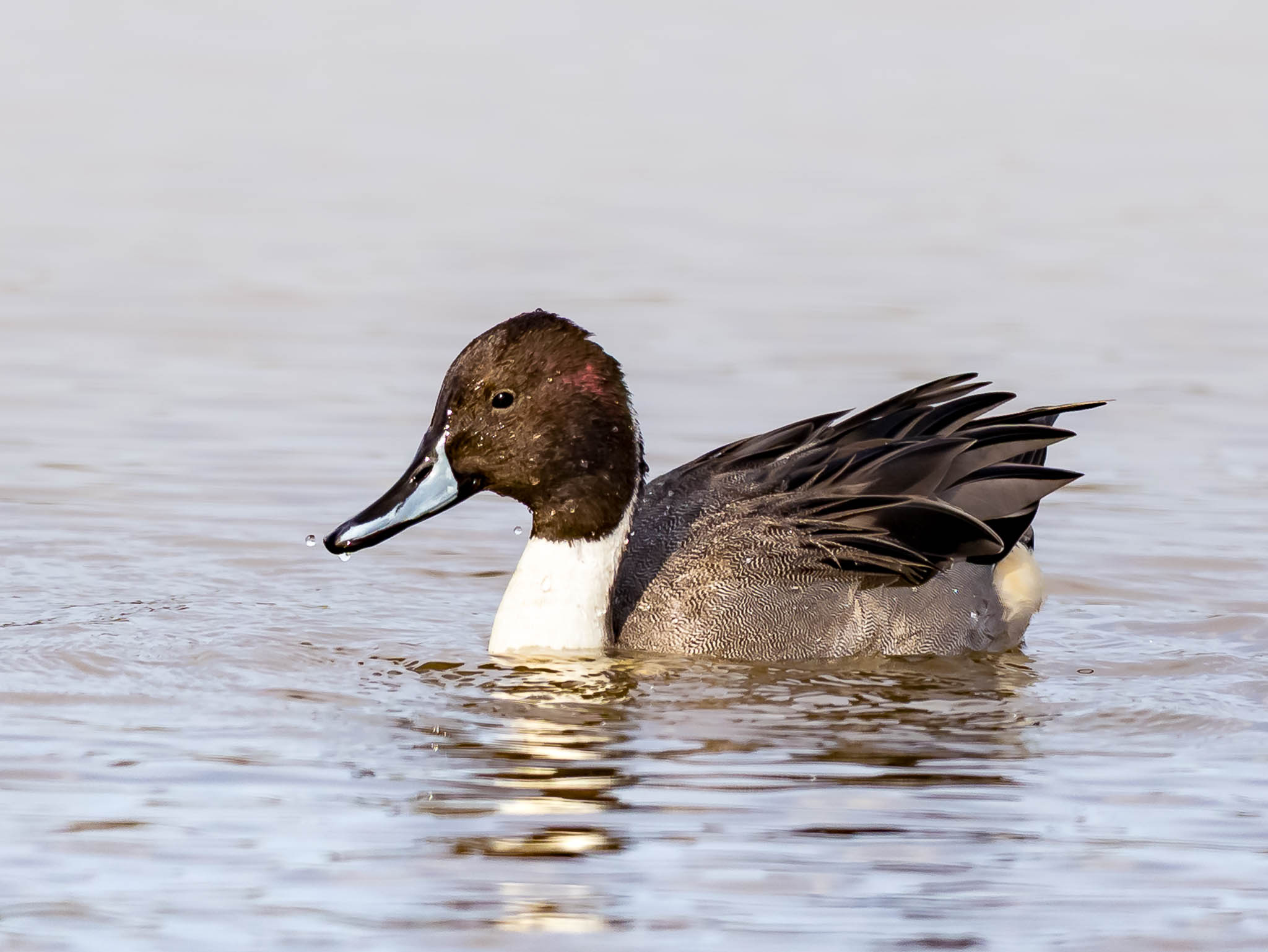 Northern Pintail