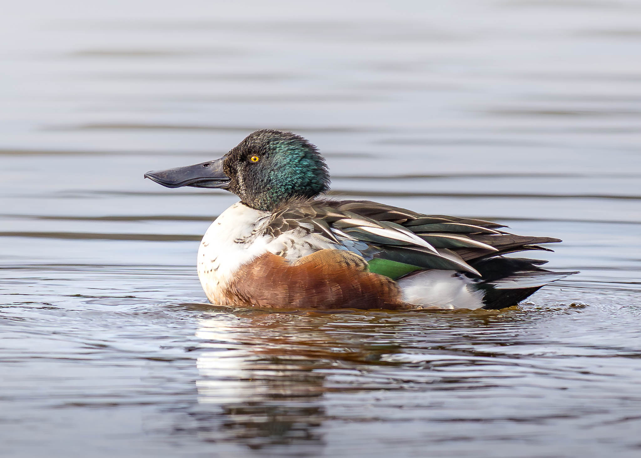 Northern Shoveler