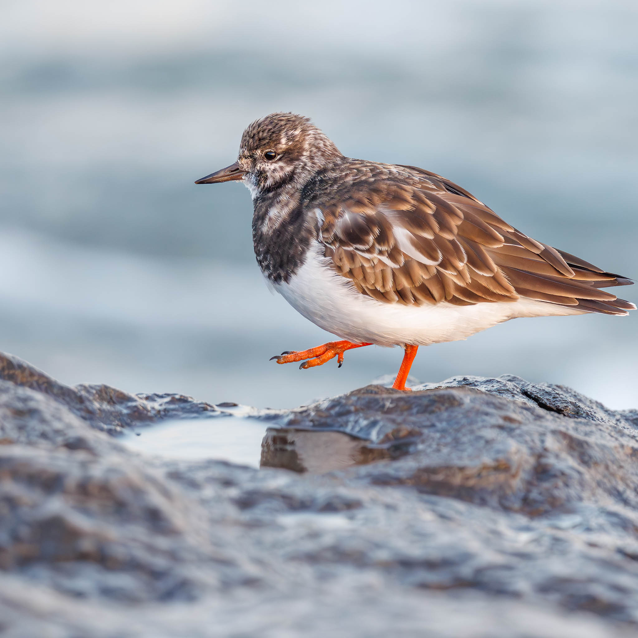 Ruddy Turnstone