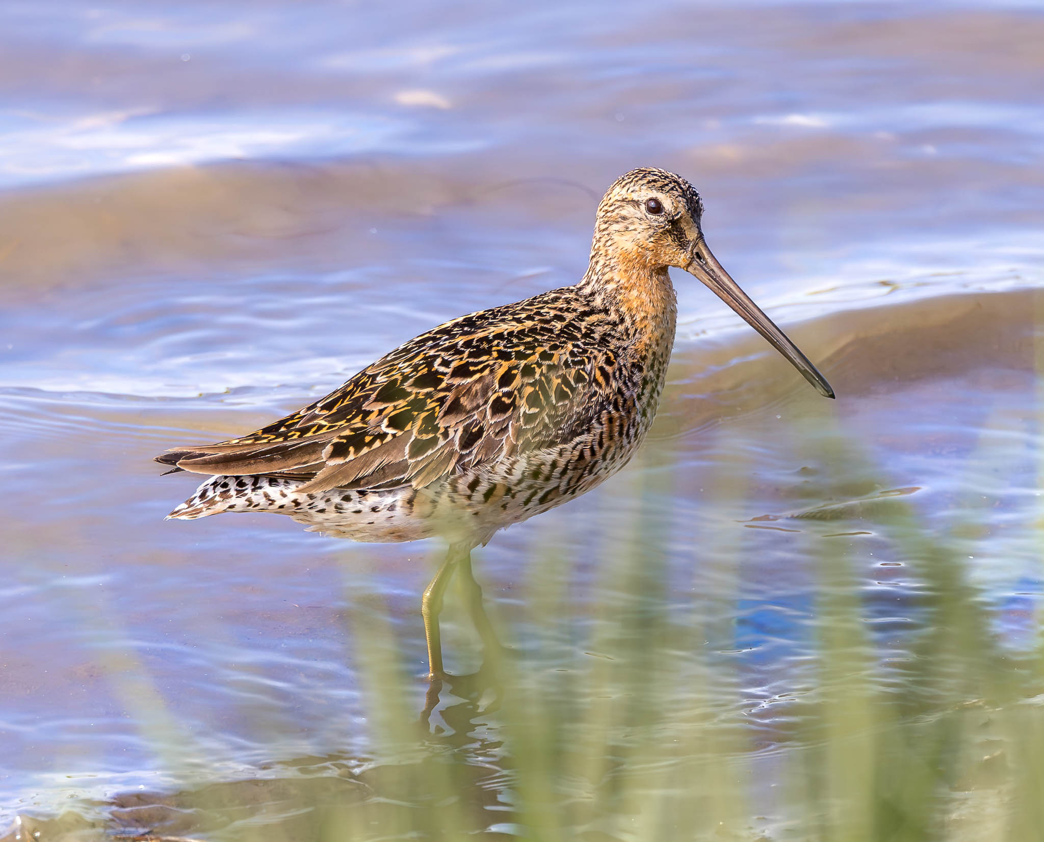 Short-billed Dowitcher