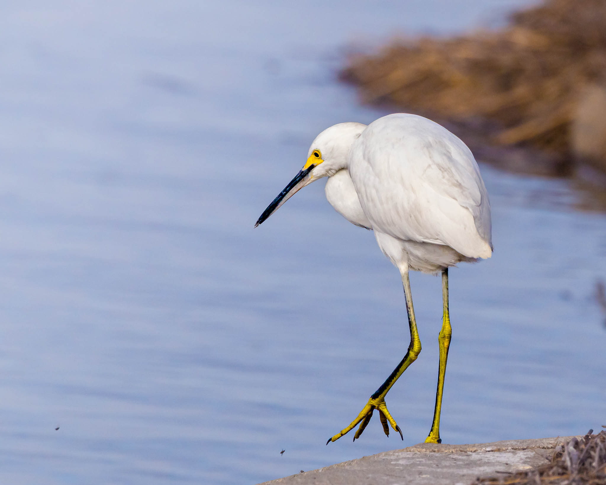 Snowy Egret
