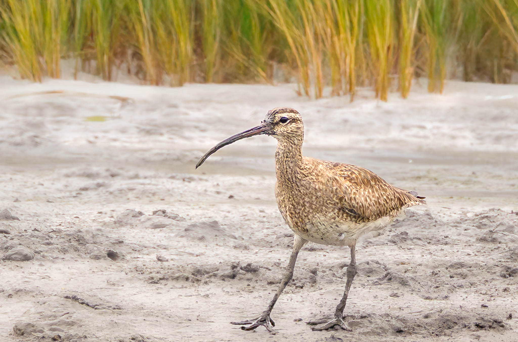 Whimbrel