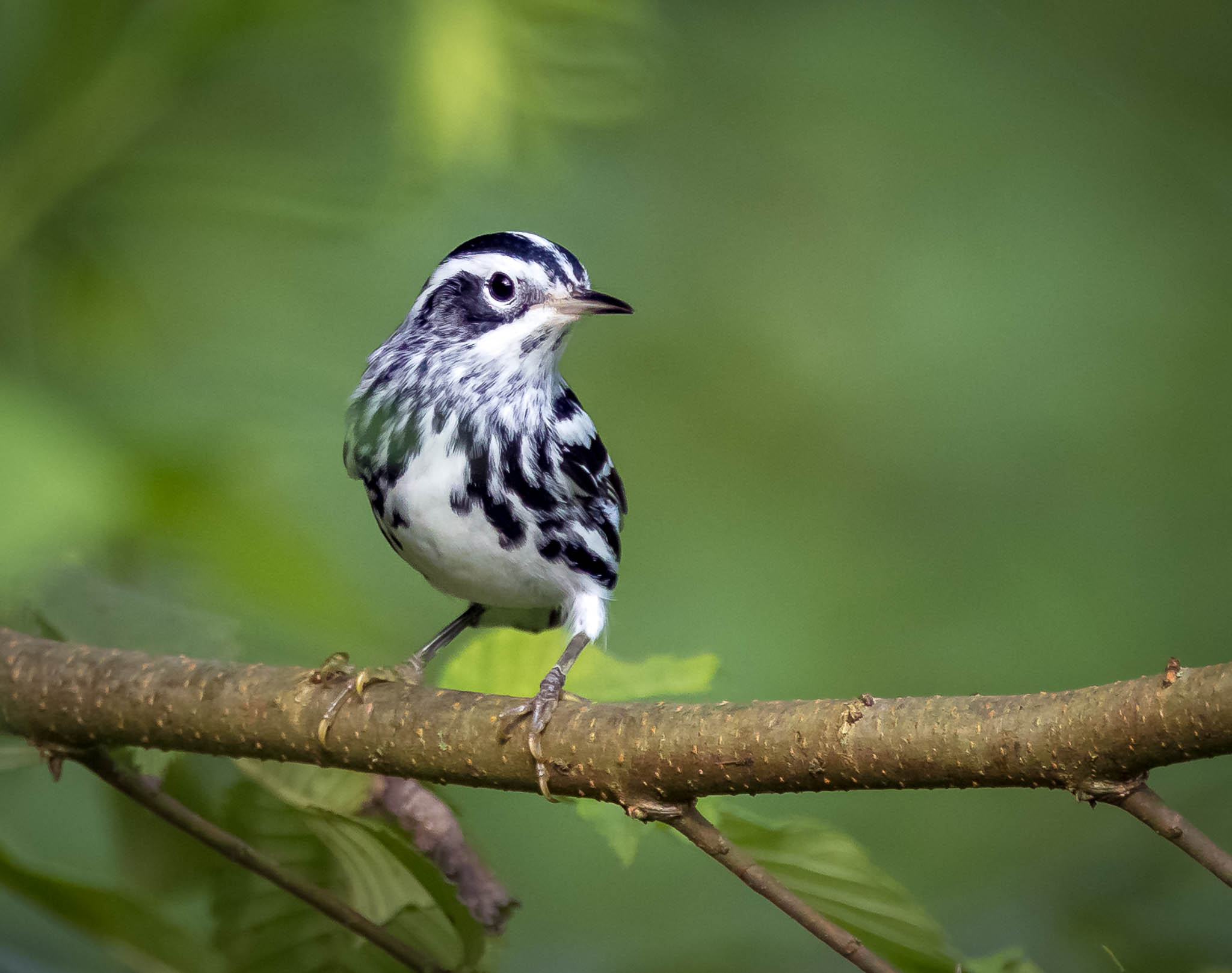 Black-and-white Warbler