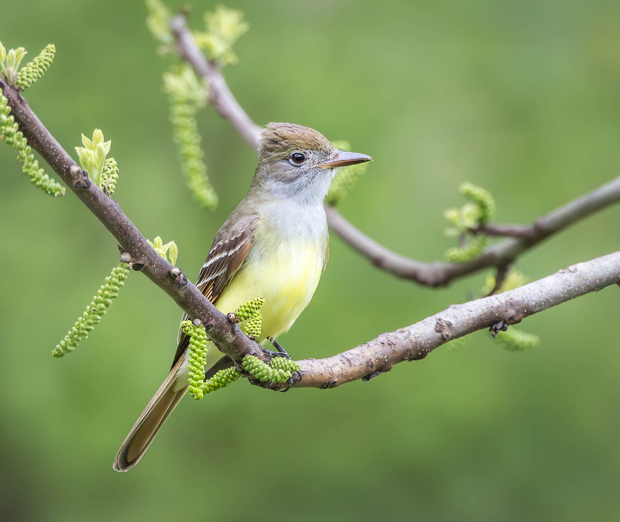 Great Crested Flycatcher