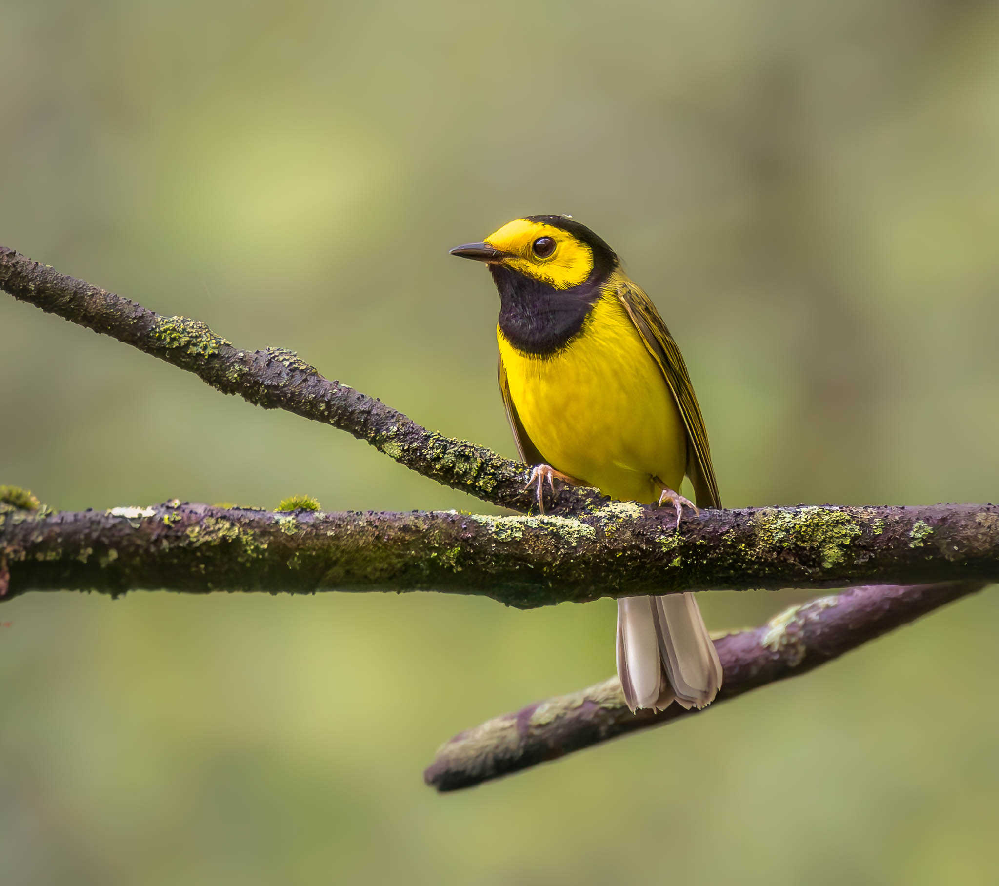 Hooded Warbler