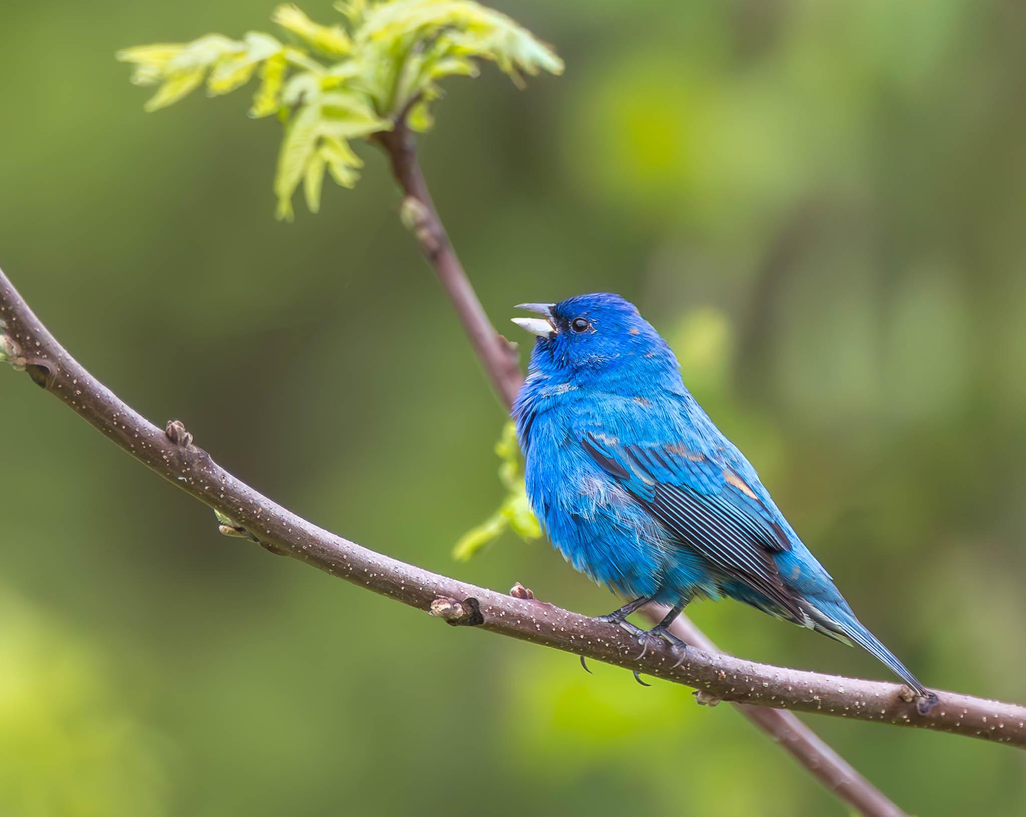 Indigo Bunting