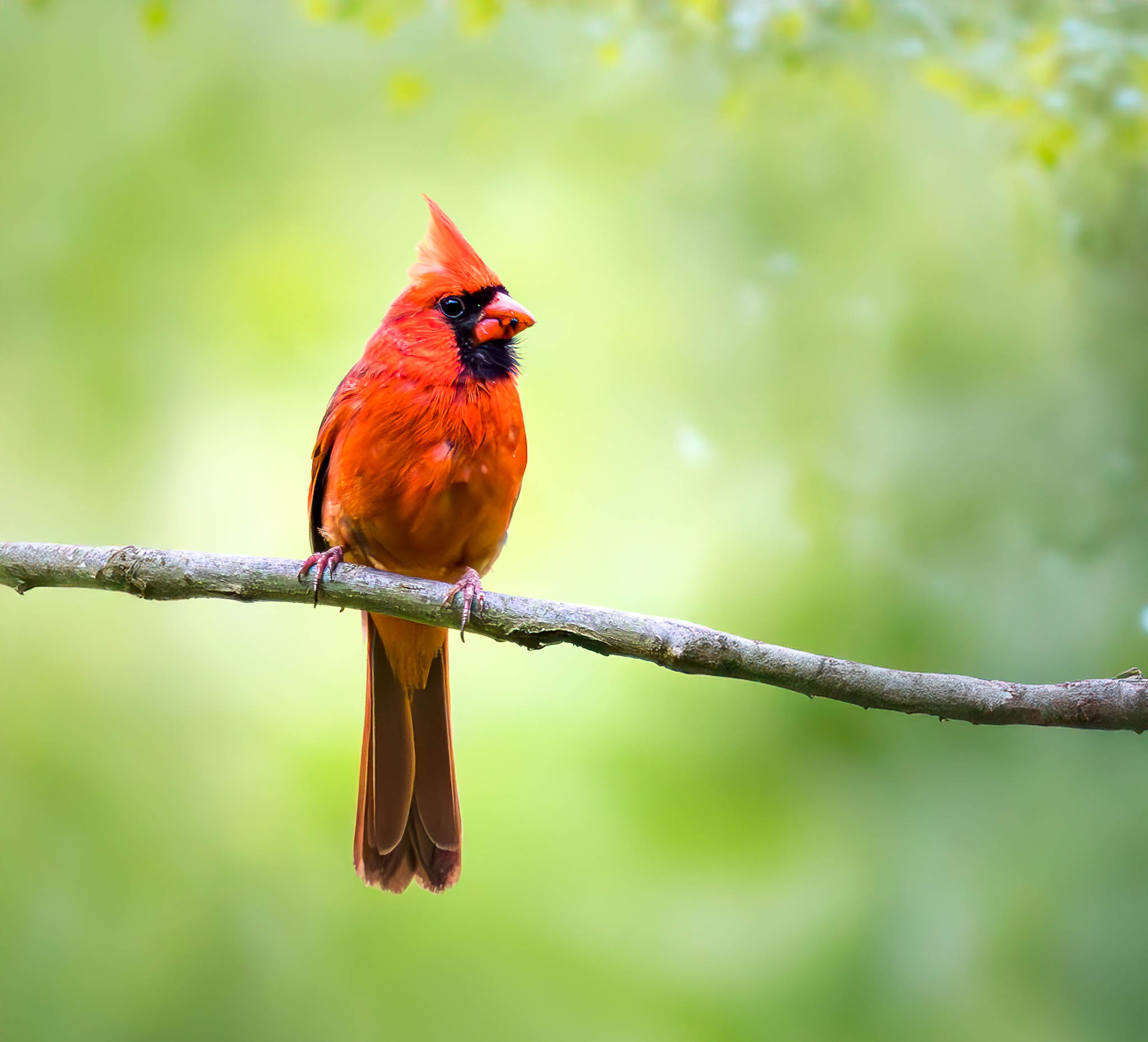 Northern Cardinal