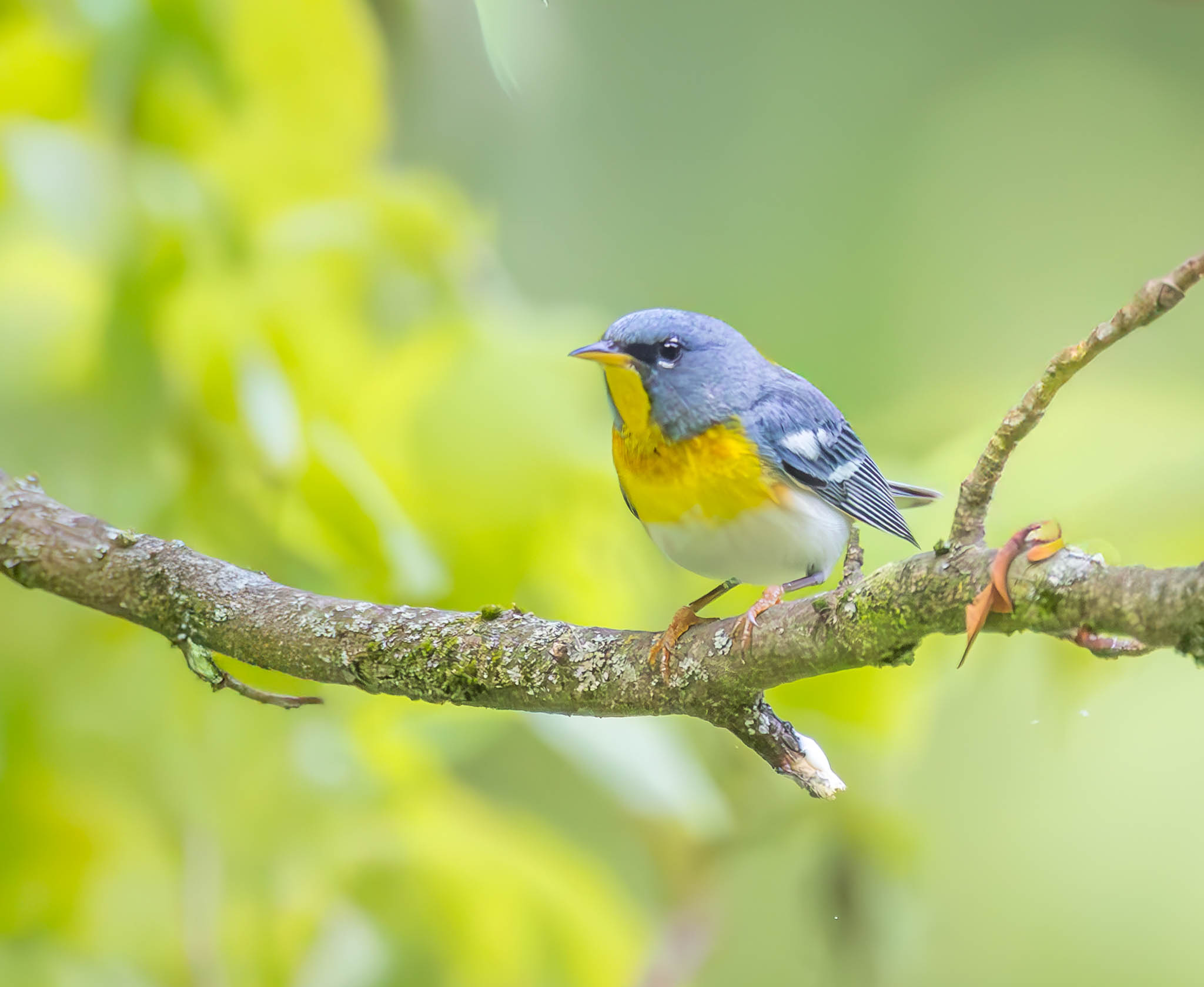 Northern Parula