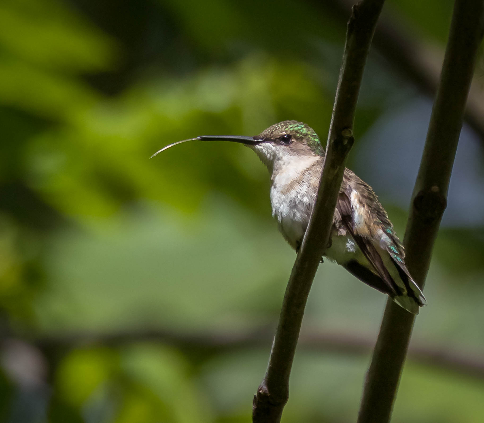 Ruby-throated Hummingbird