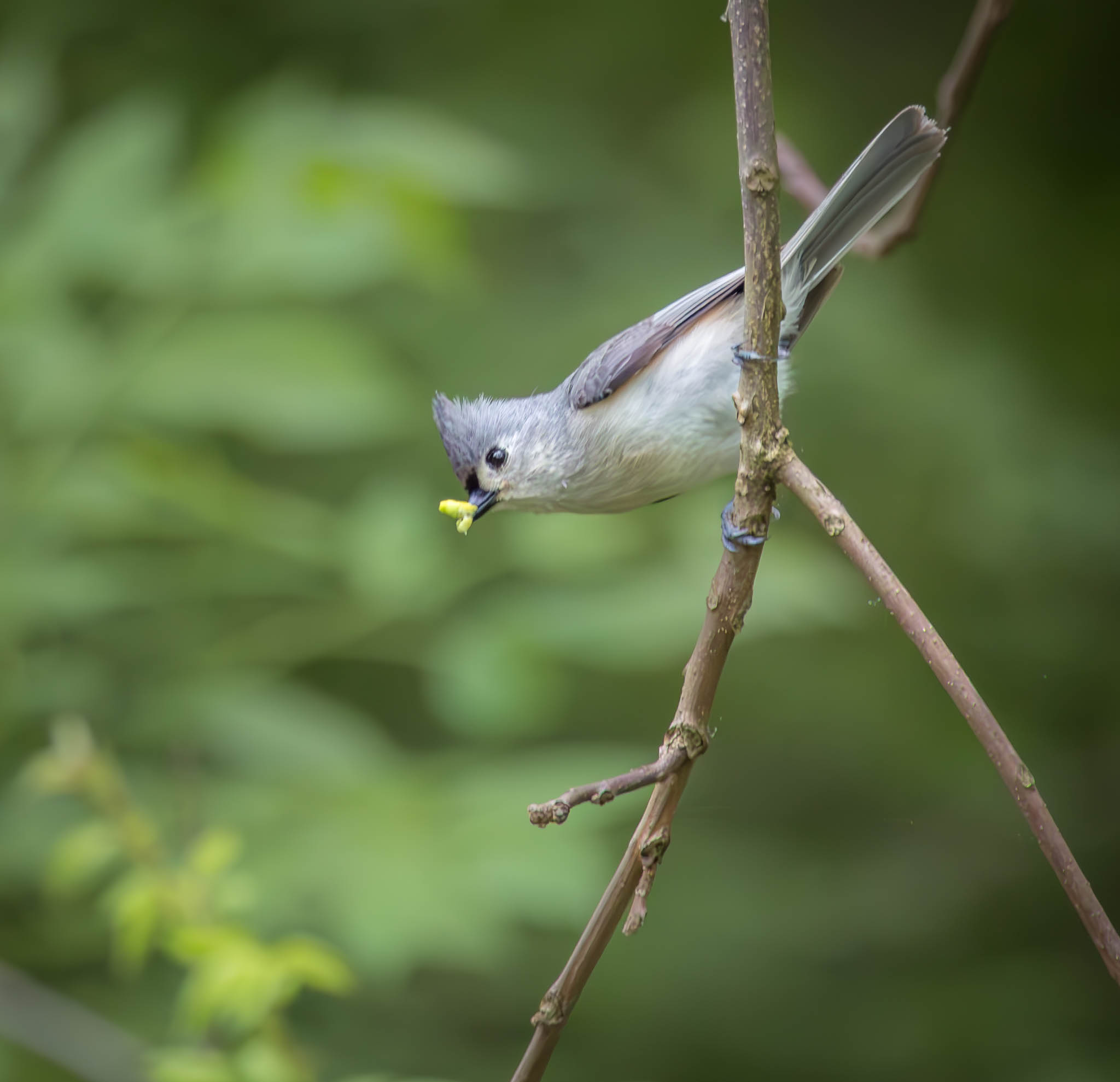 Tufted Titmouse