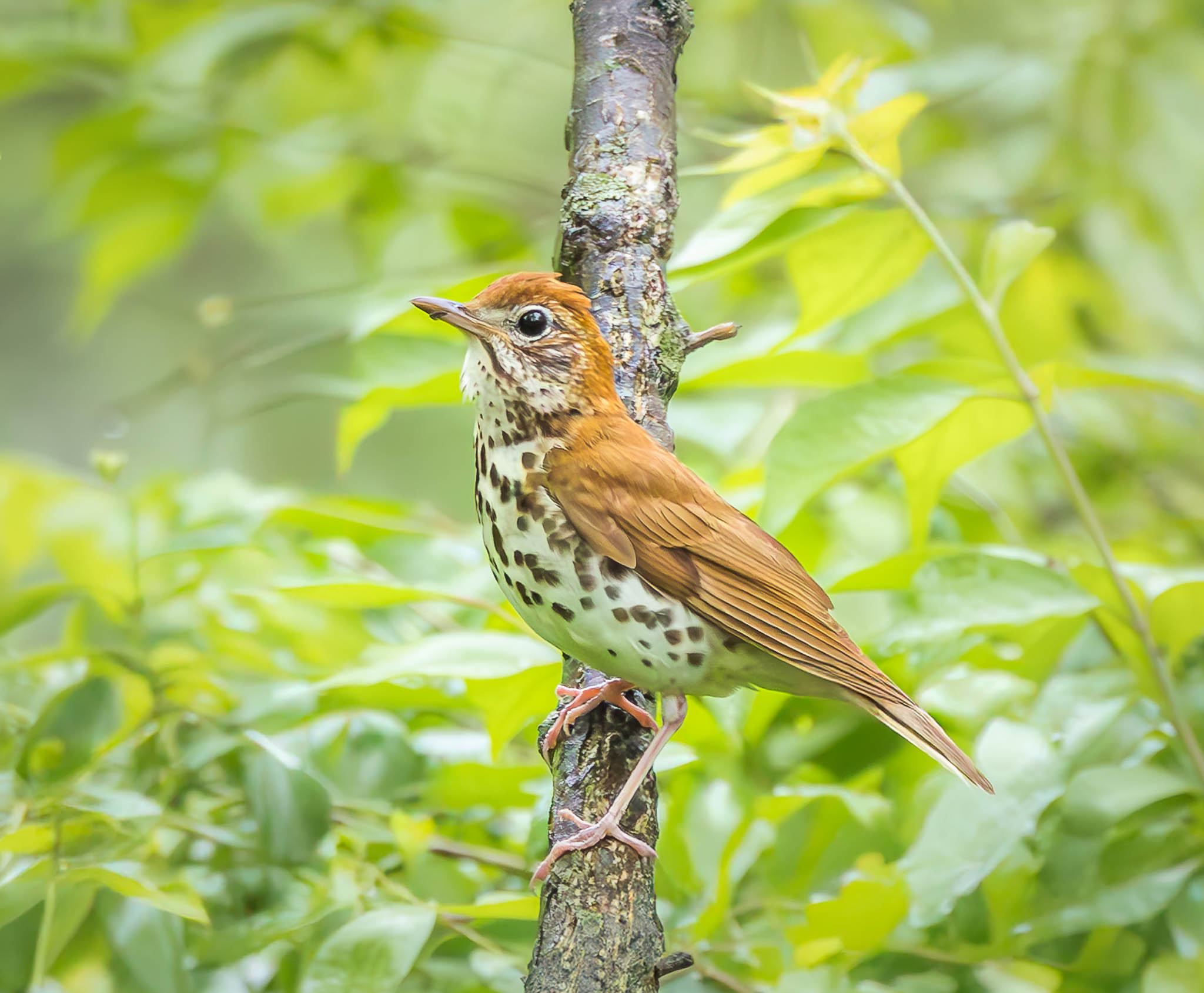Wood Thrush