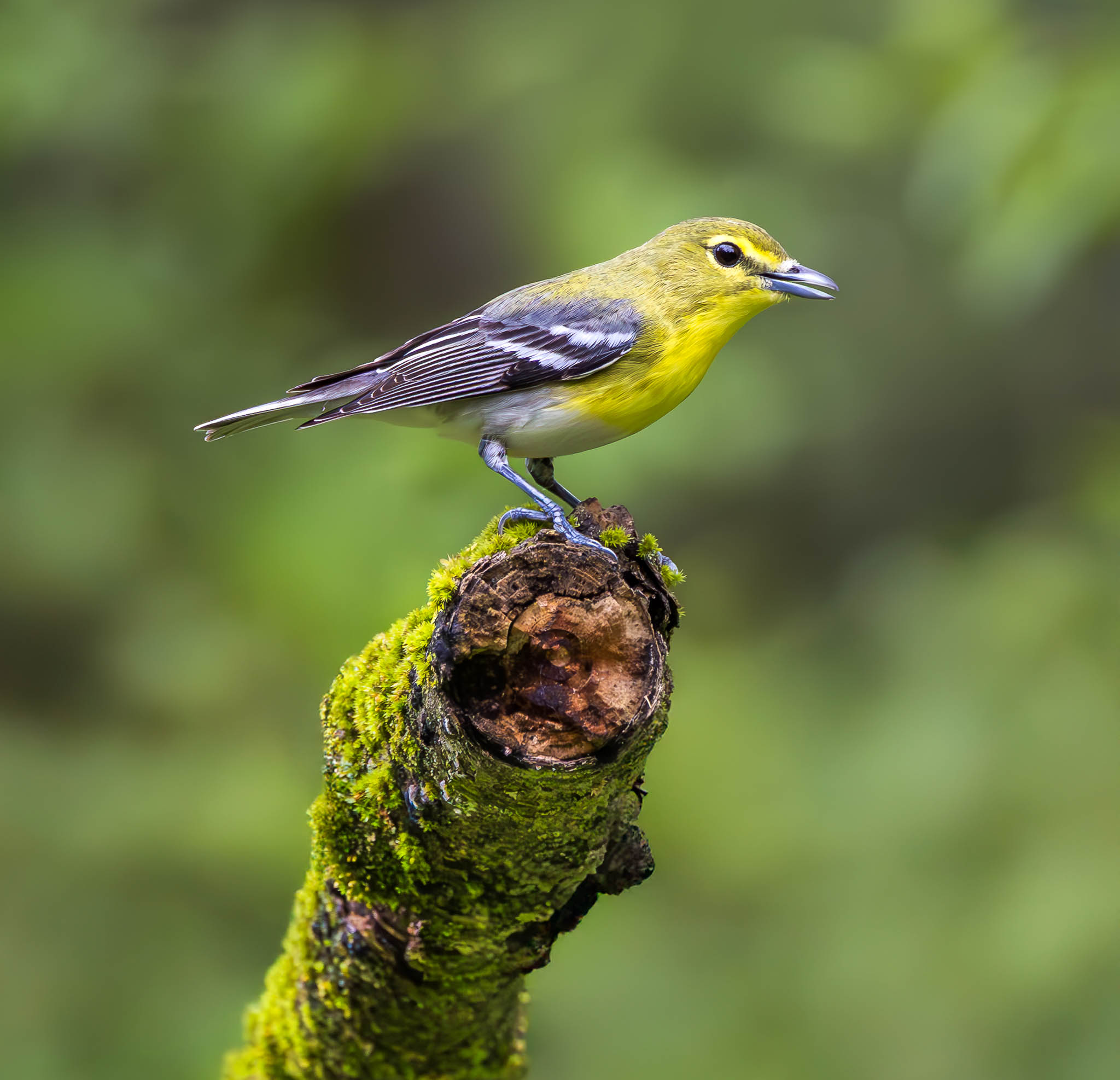 Yellow-throated Vireo