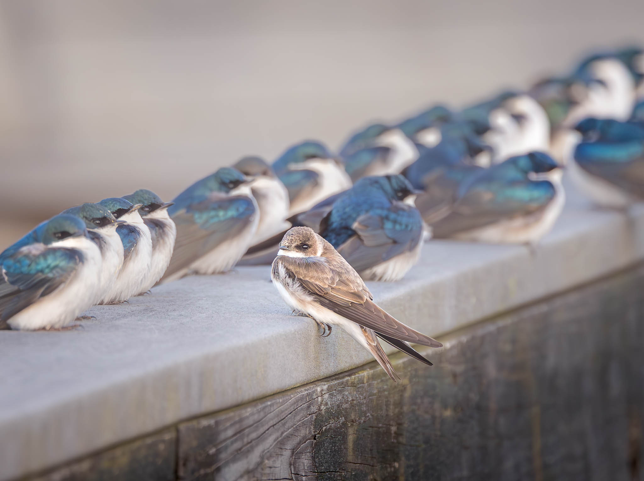 Bank Swallow With Tree Swallows