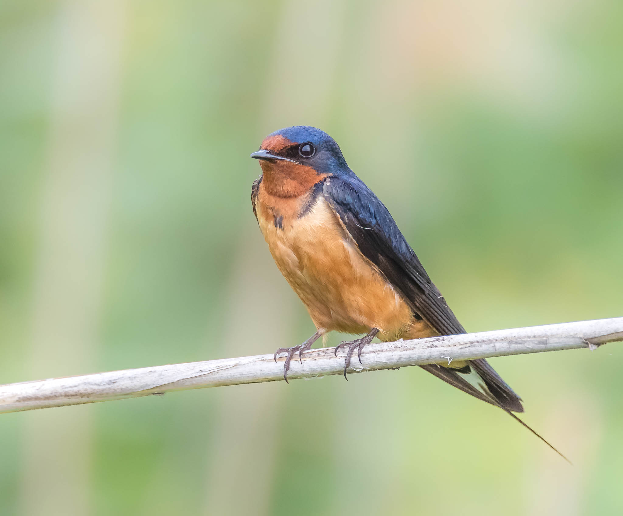 Barn Swallow
