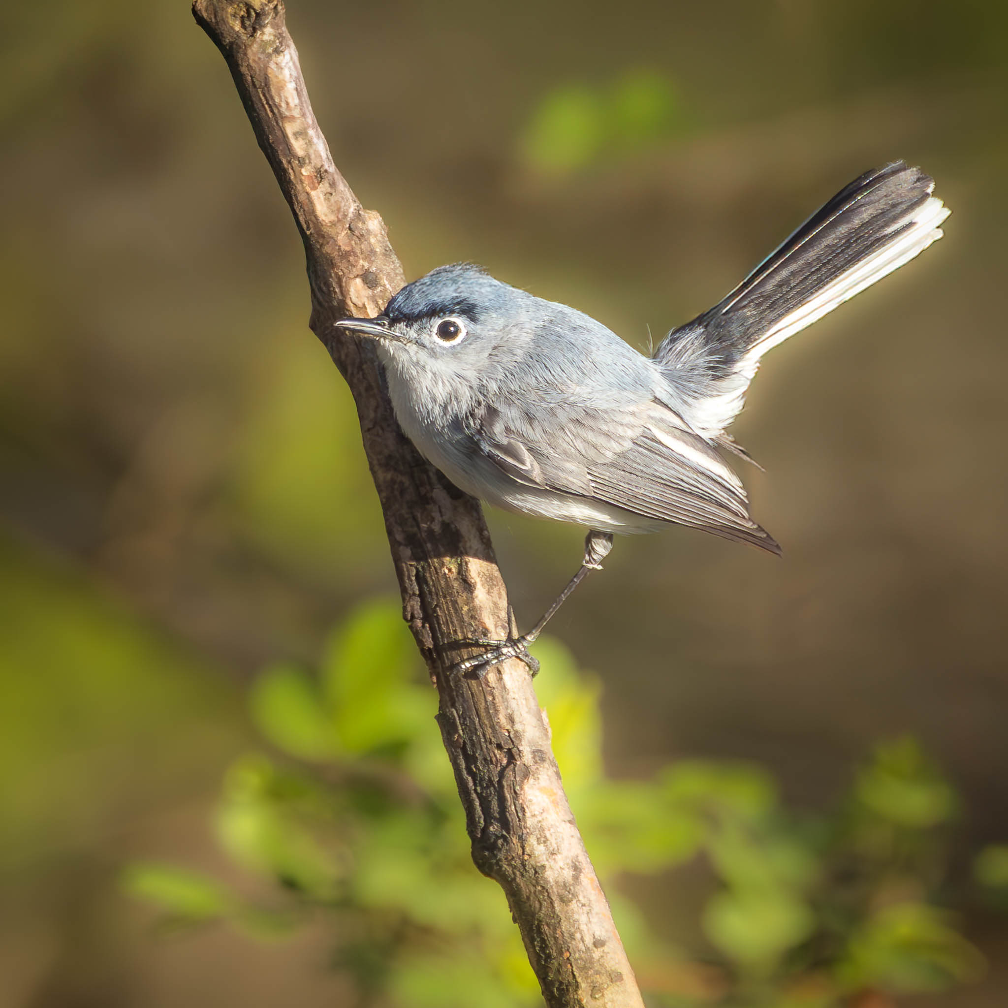 Blue-gray Gnatcatcher