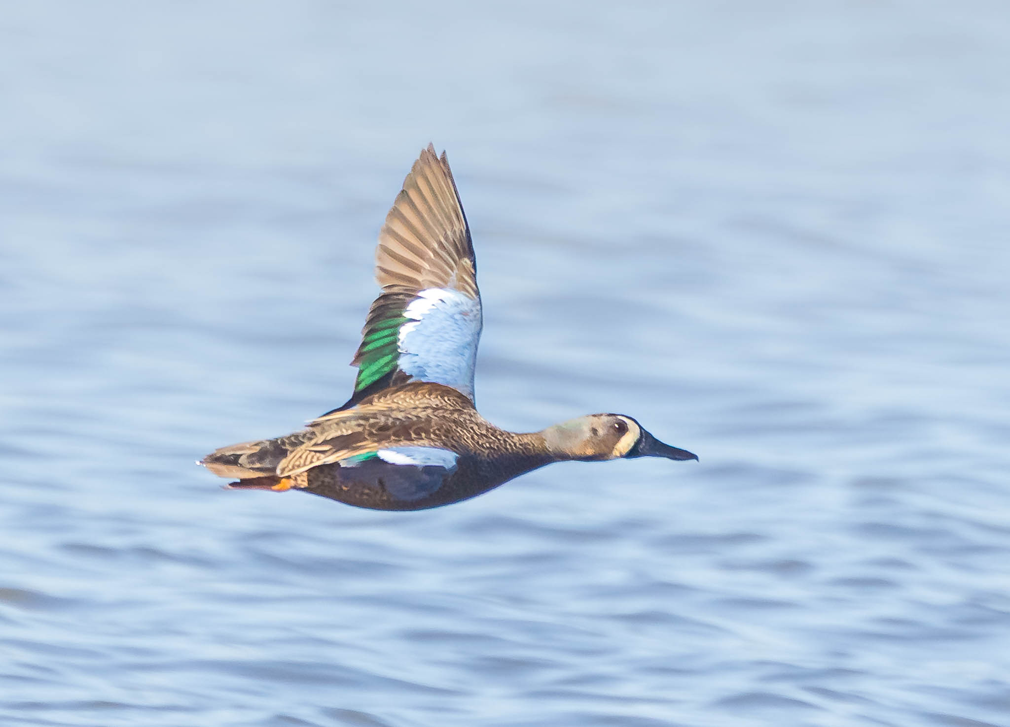 Blue-winged Teal