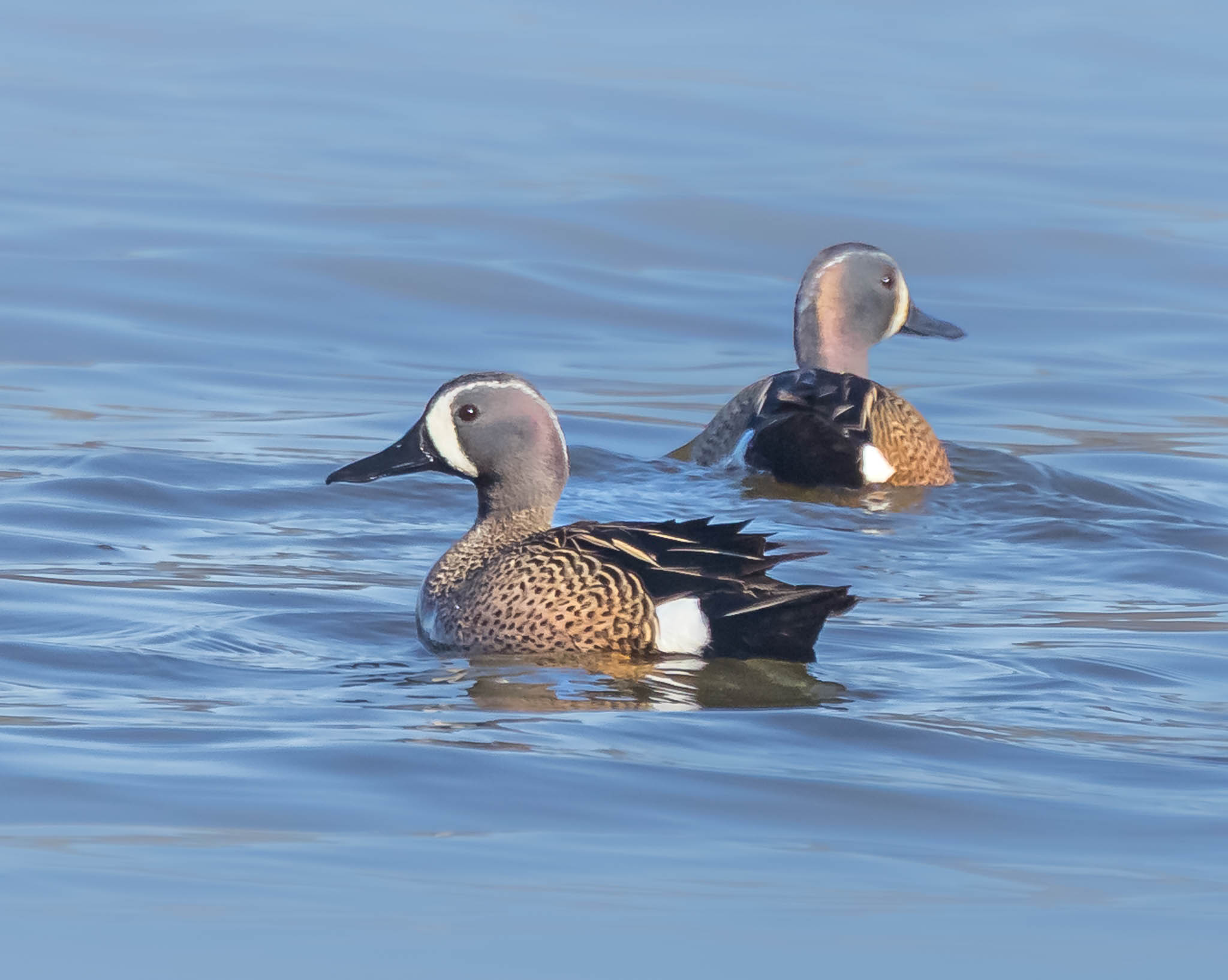Blue-winged Teal