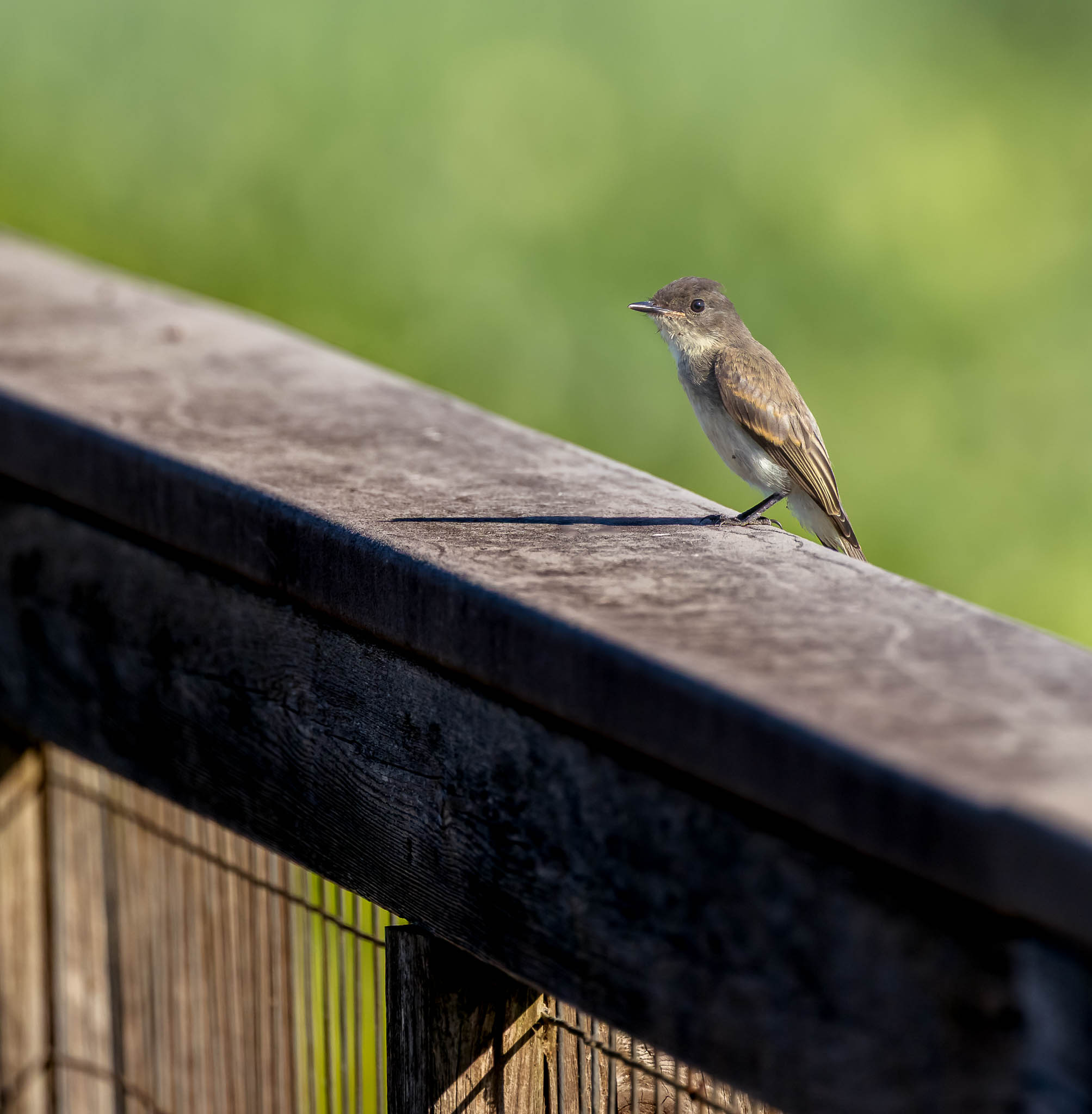 Eastern Phoebe