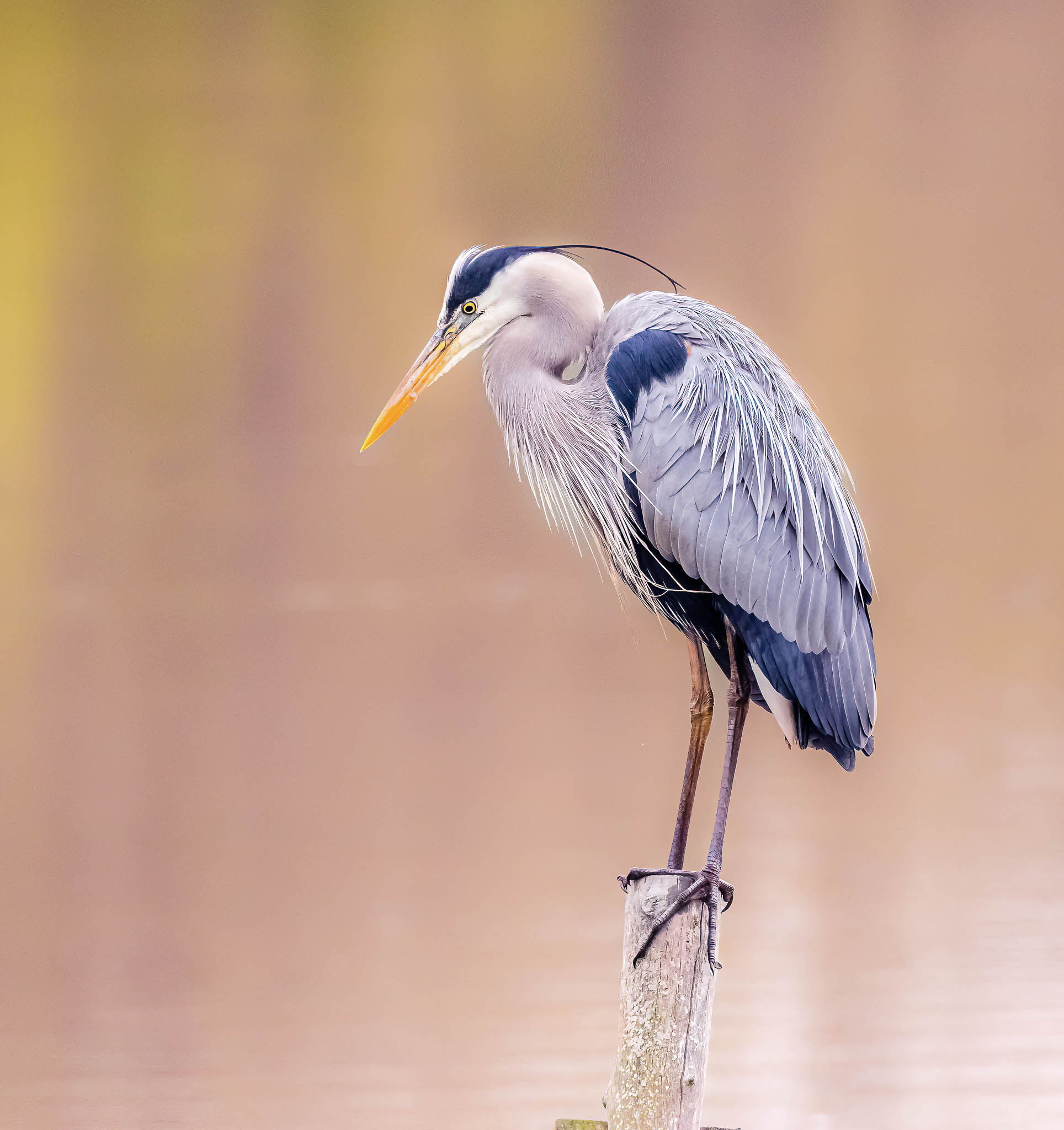 Great Blue Heron