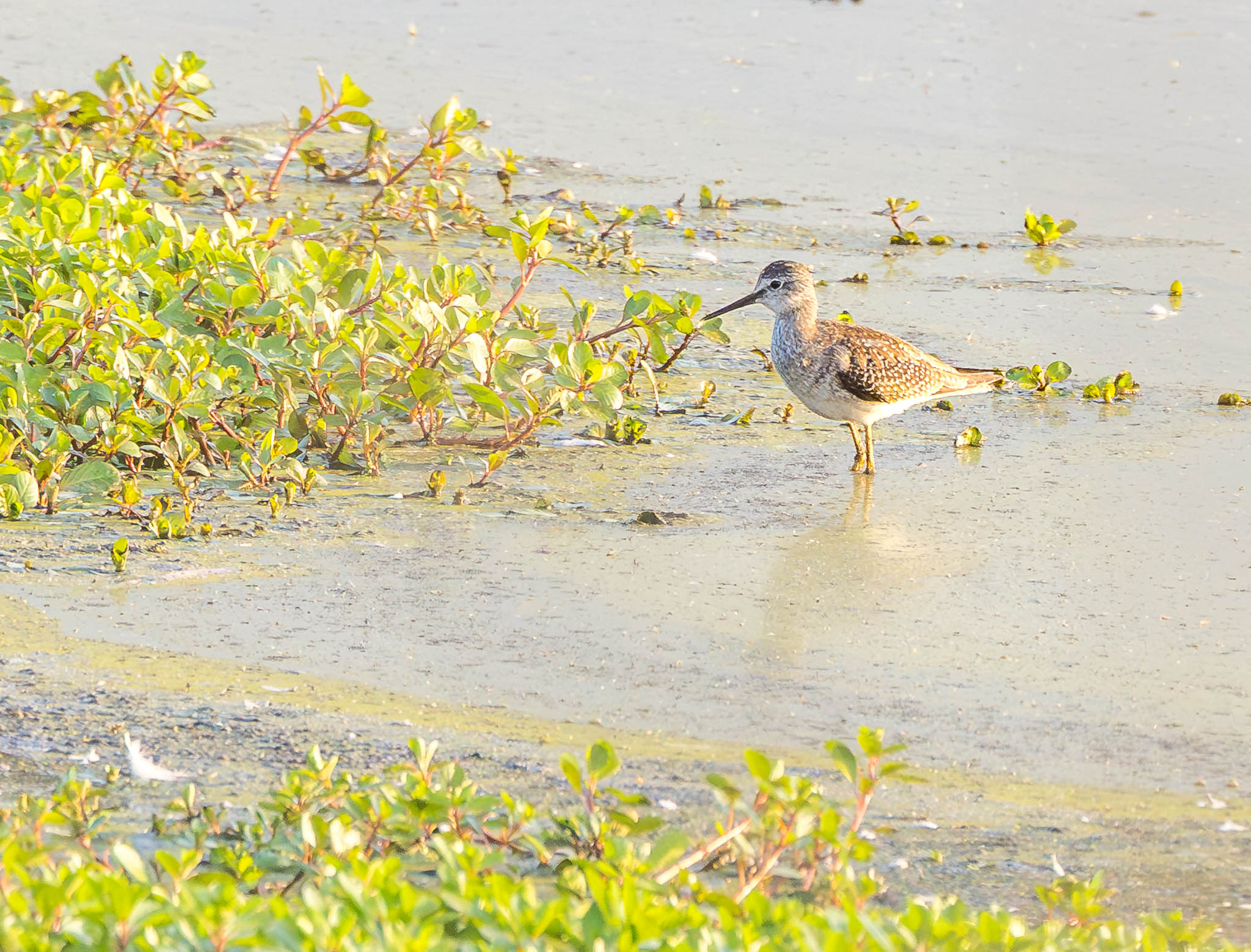Lesser Yellowlegs