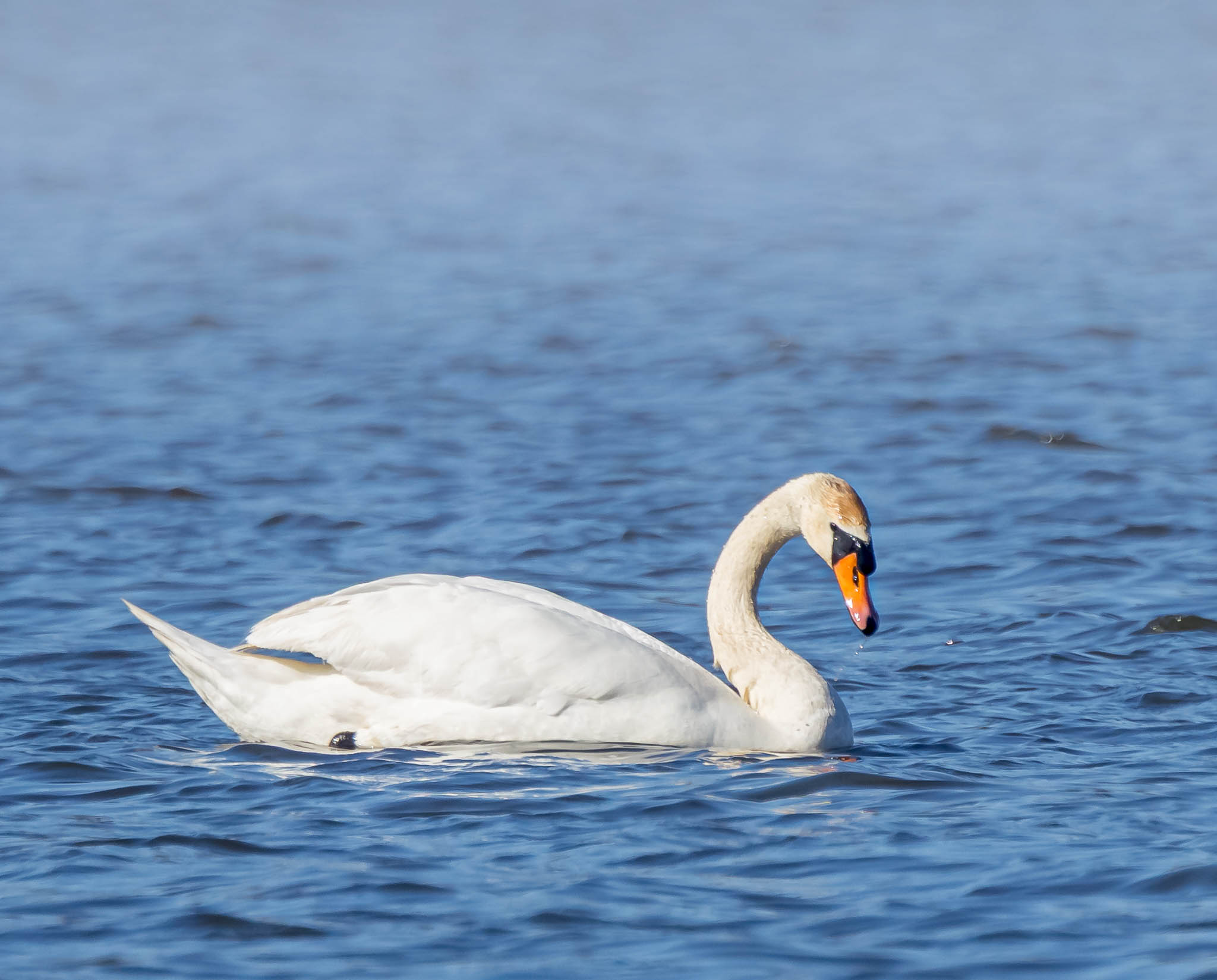 Mute Swan