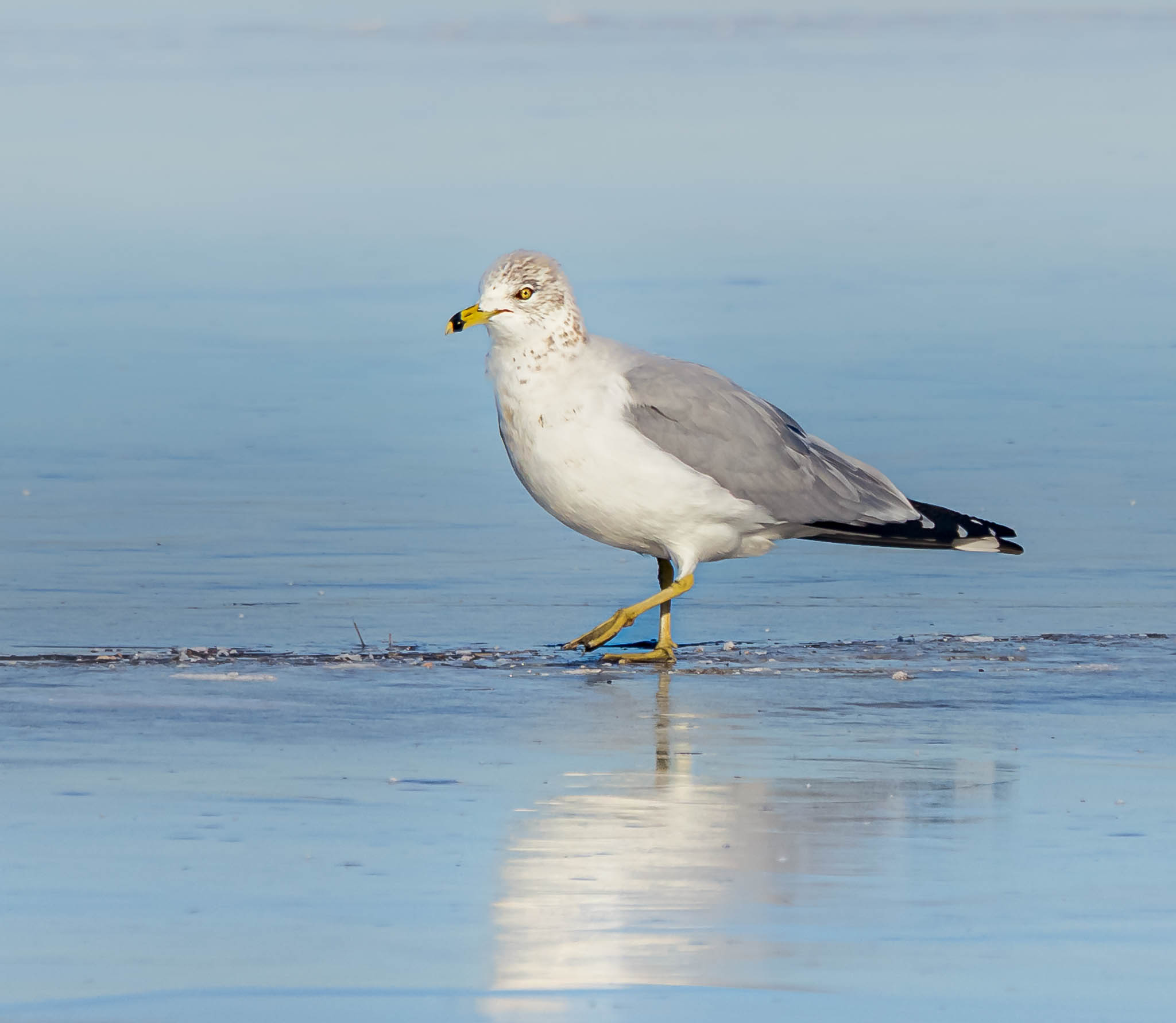 Ring-billed Gull