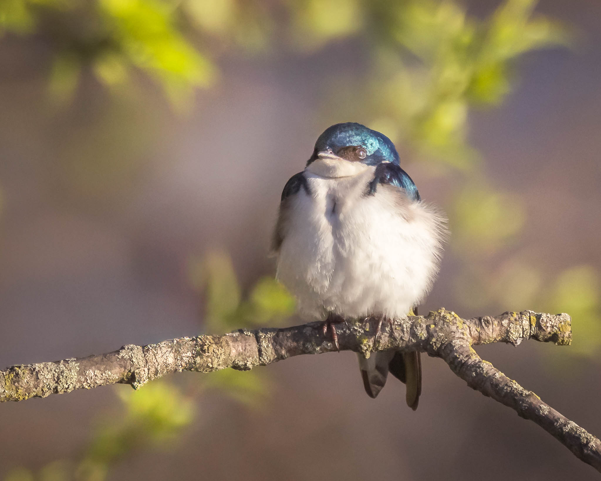 Tree Swallow