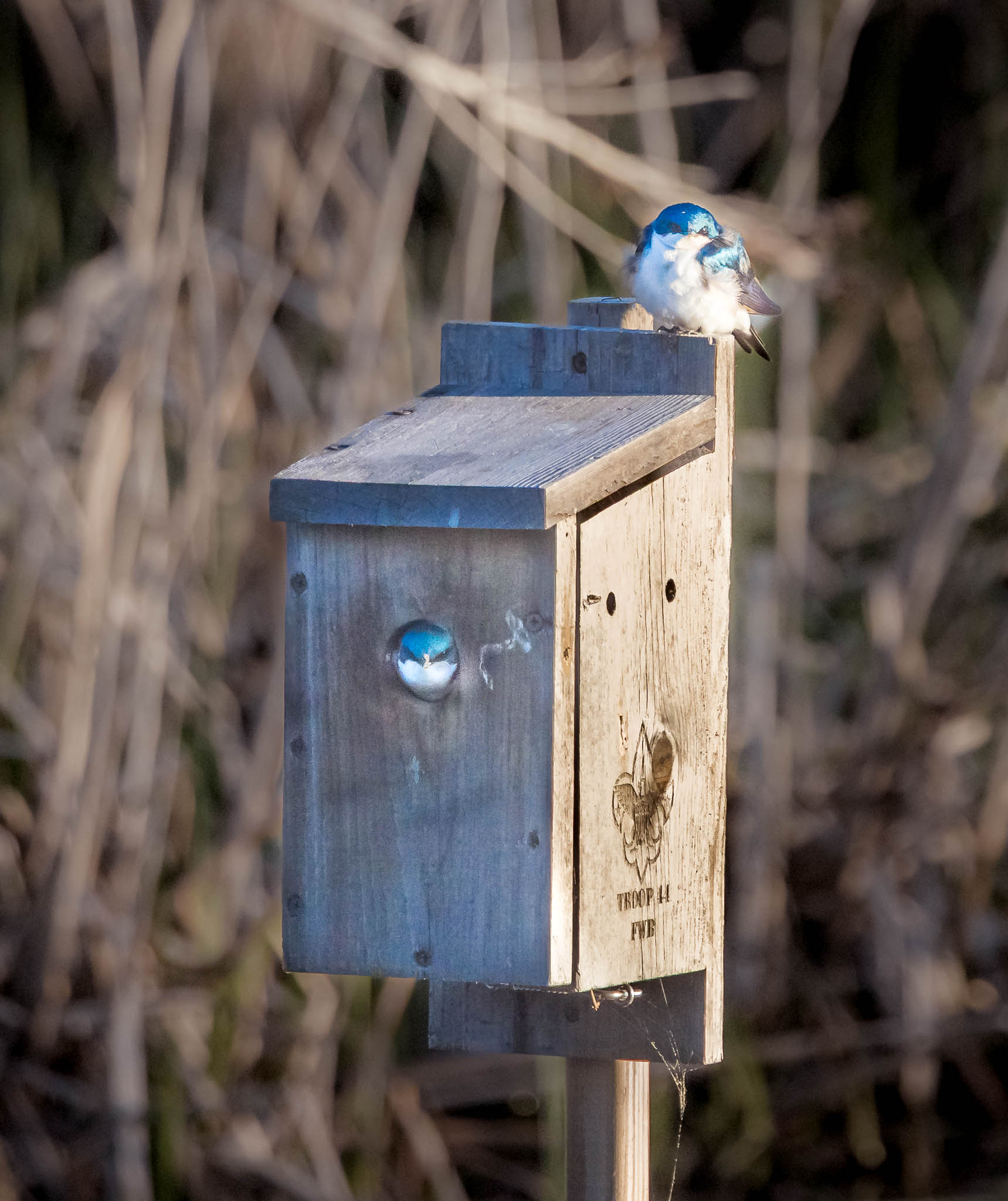 Tree Swallows