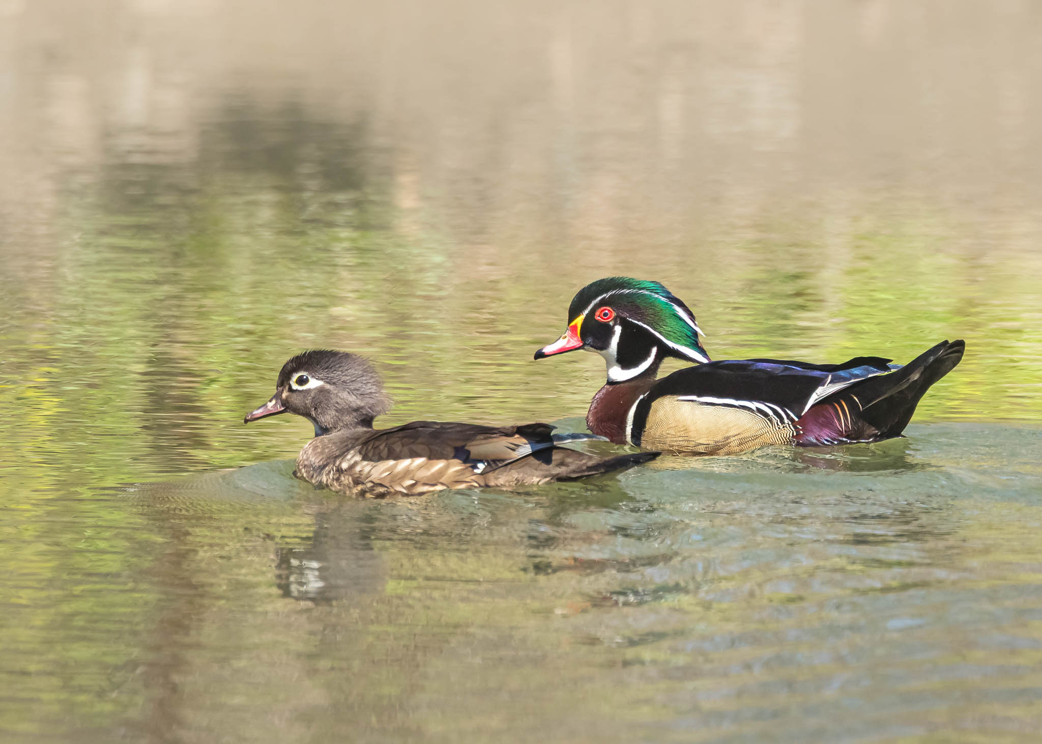 Wood Duck Male And Female