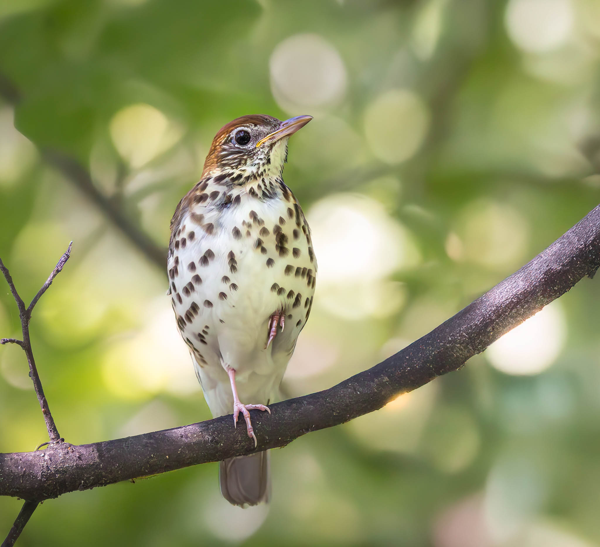 Wood Thrush