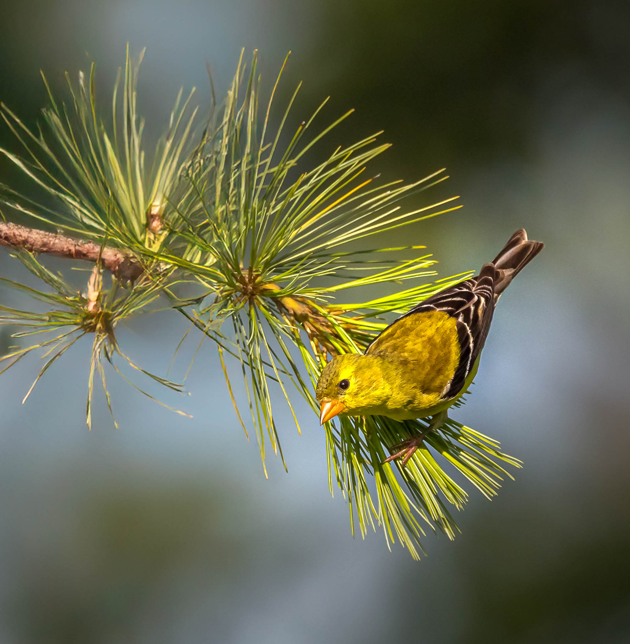 American Goldfinch
