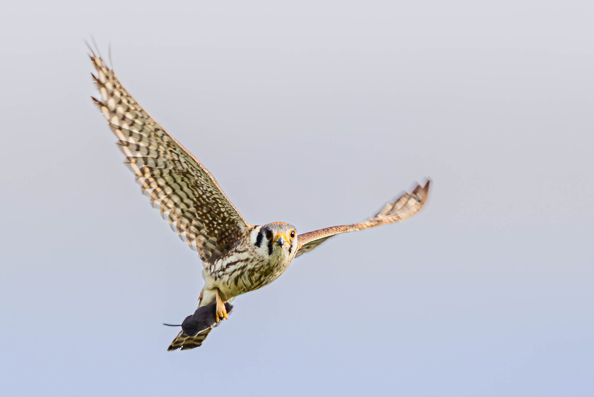 American Kestrel