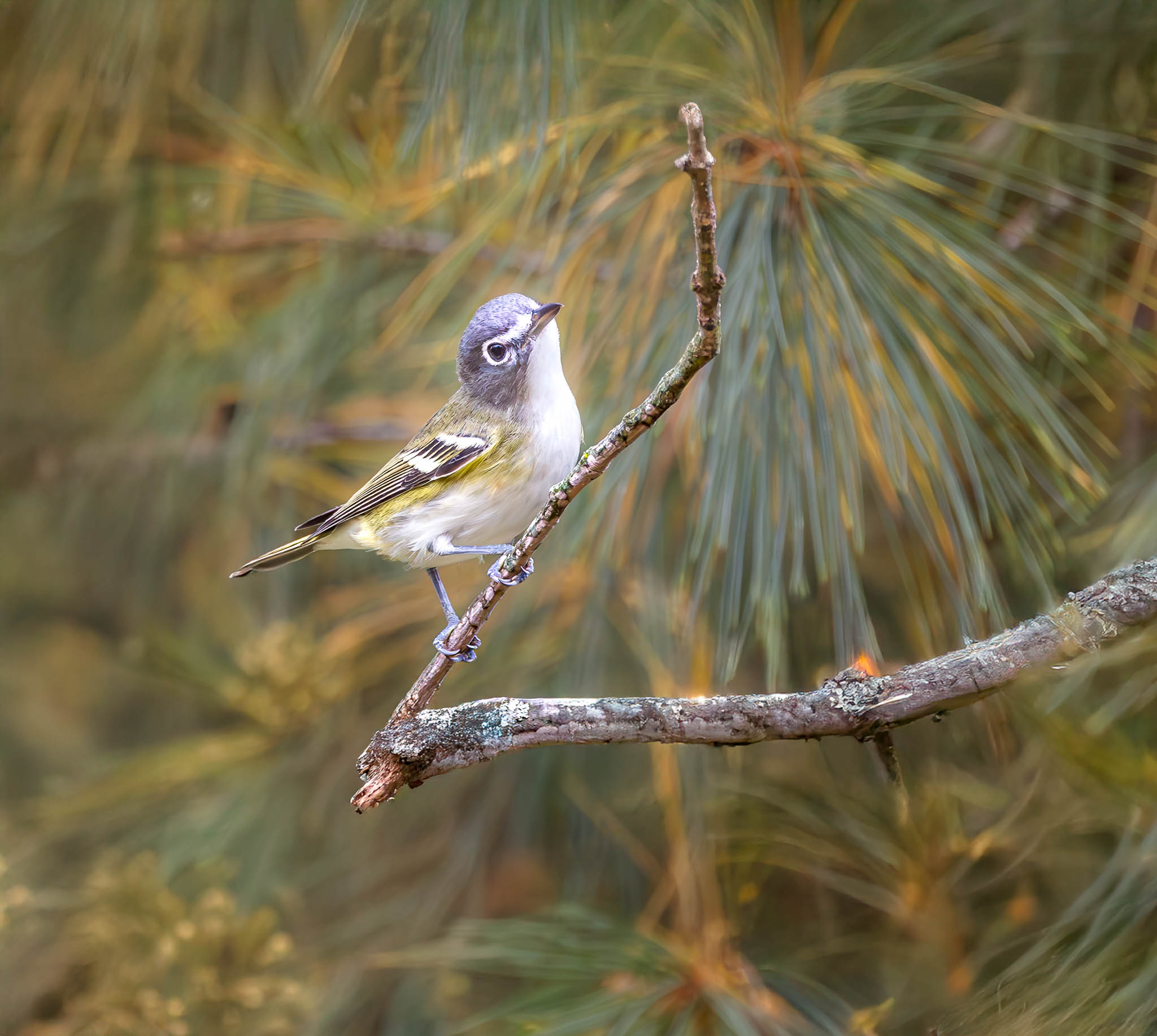 Blue-headed Vireo