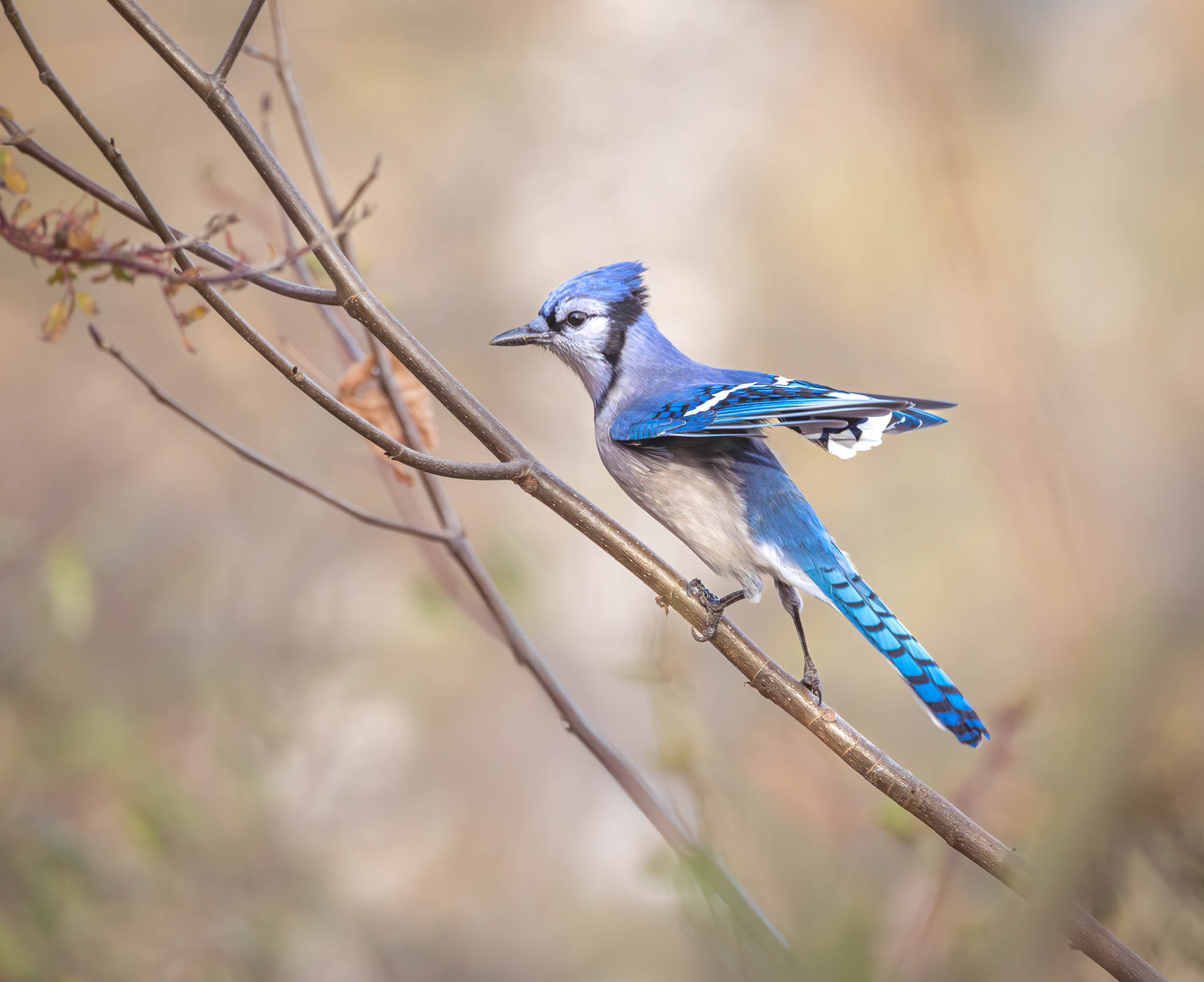 Blue Jay