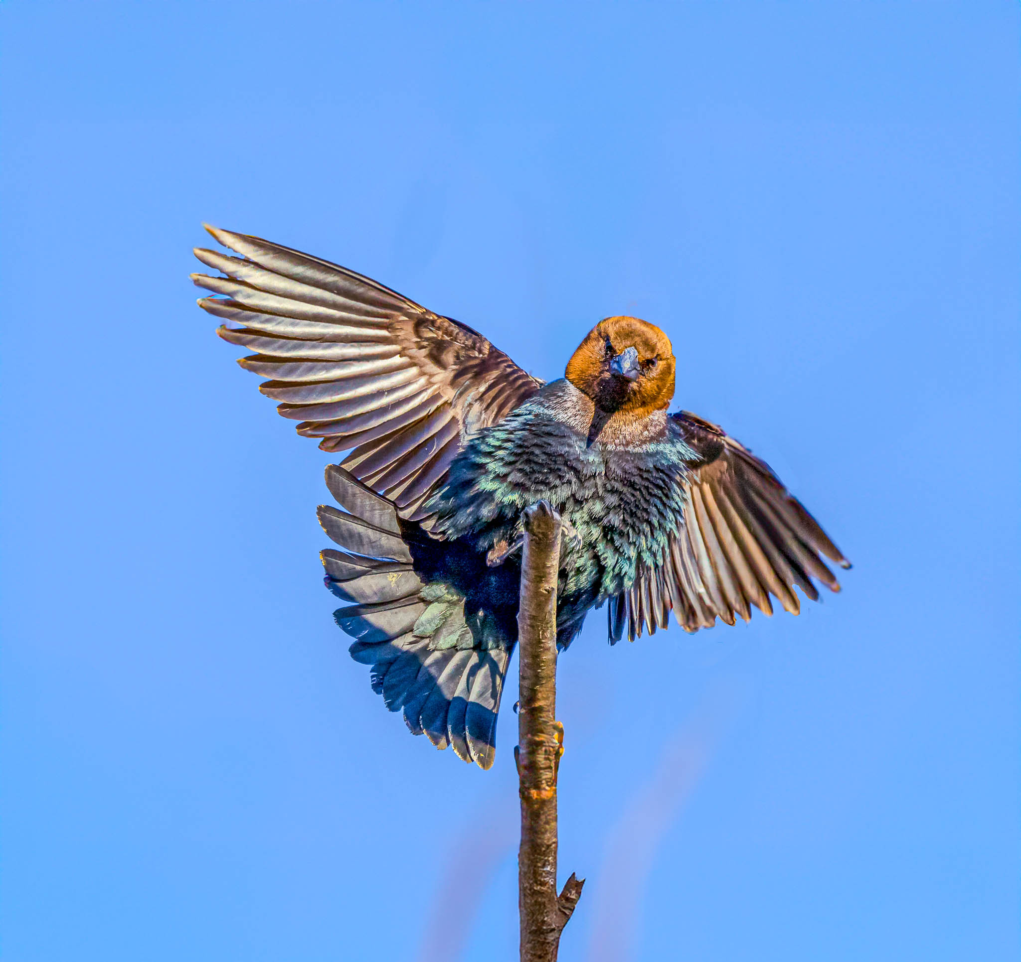 Brown-headed Cowbird