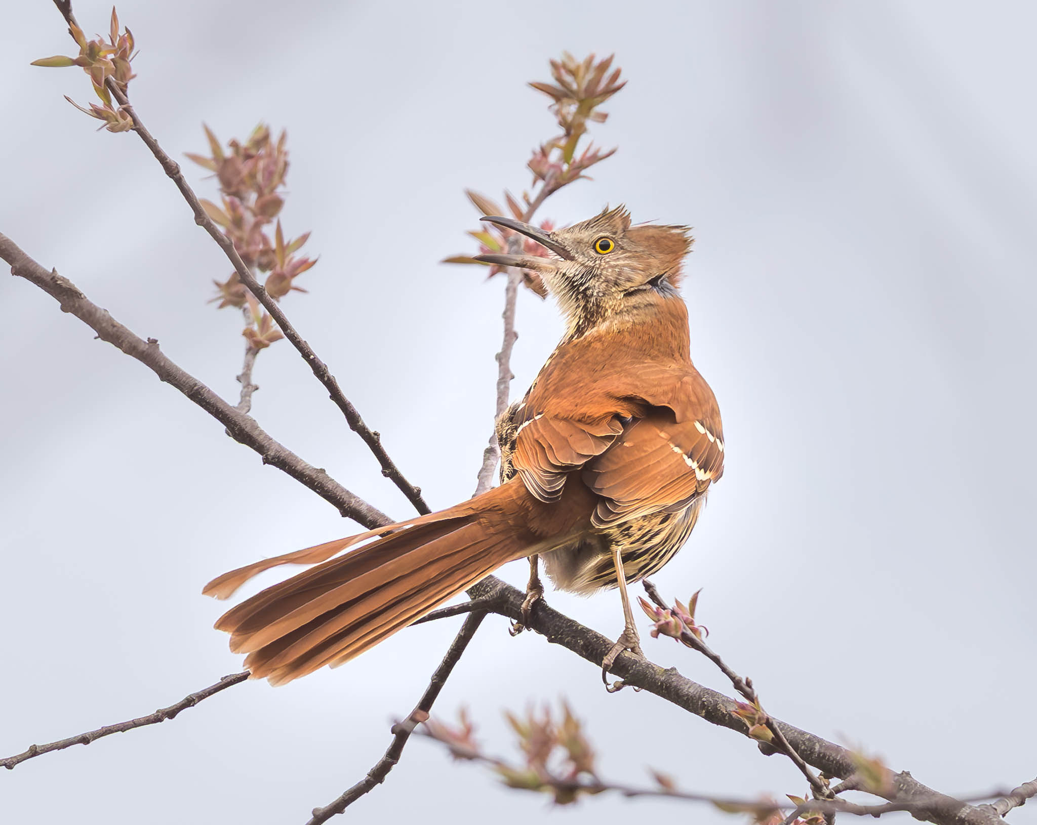 Brown Thrasher