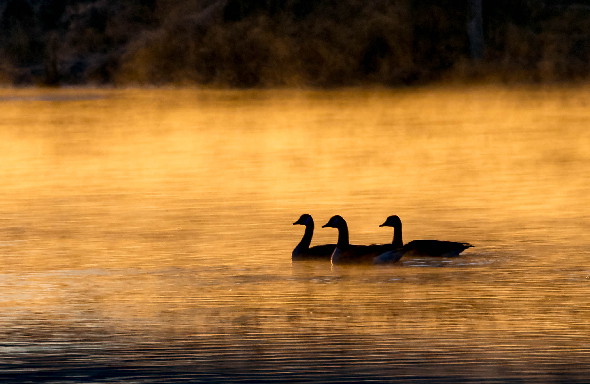 Canada Geese