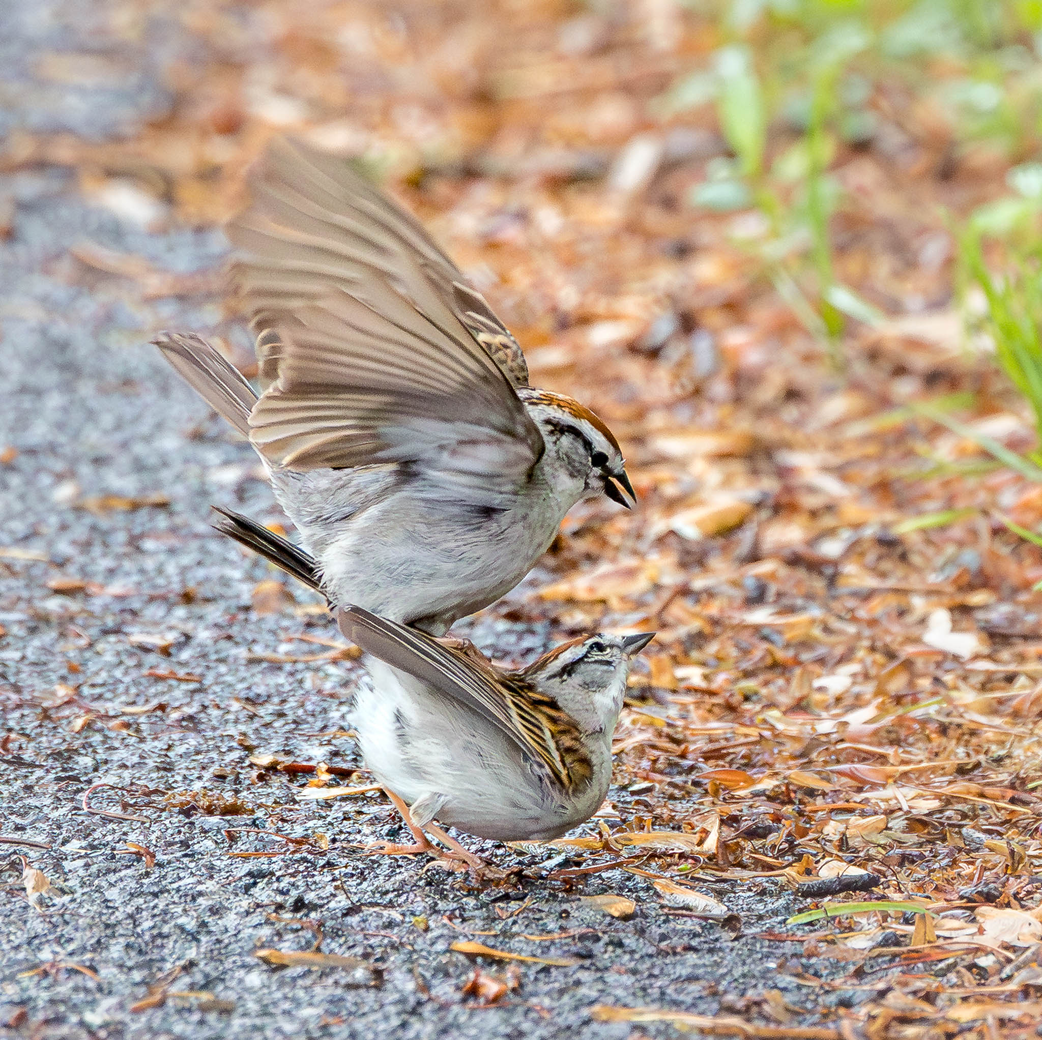 Chipping Sparrow
