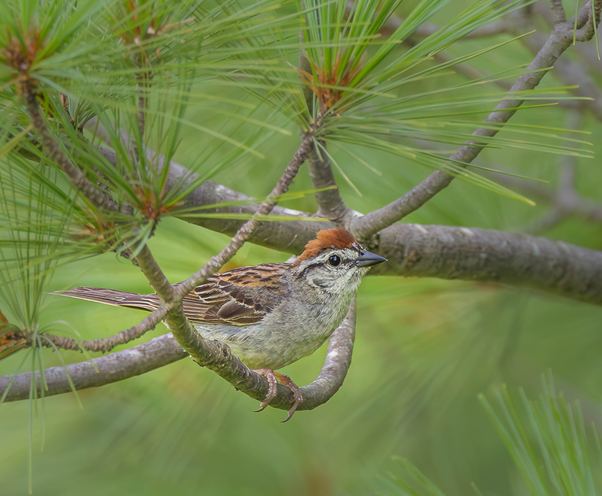 Chipping Sparrow