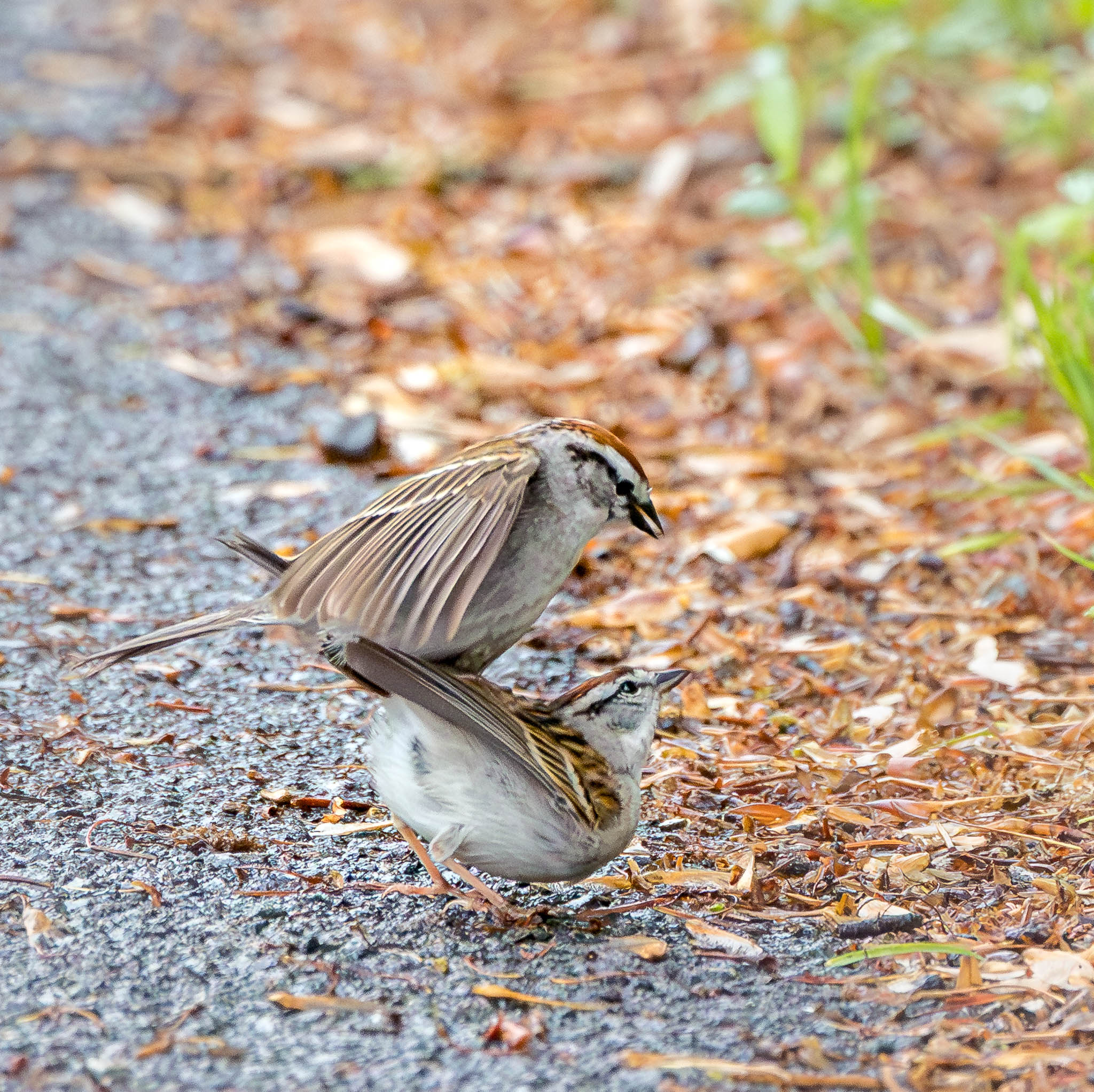Chipping Sparrow