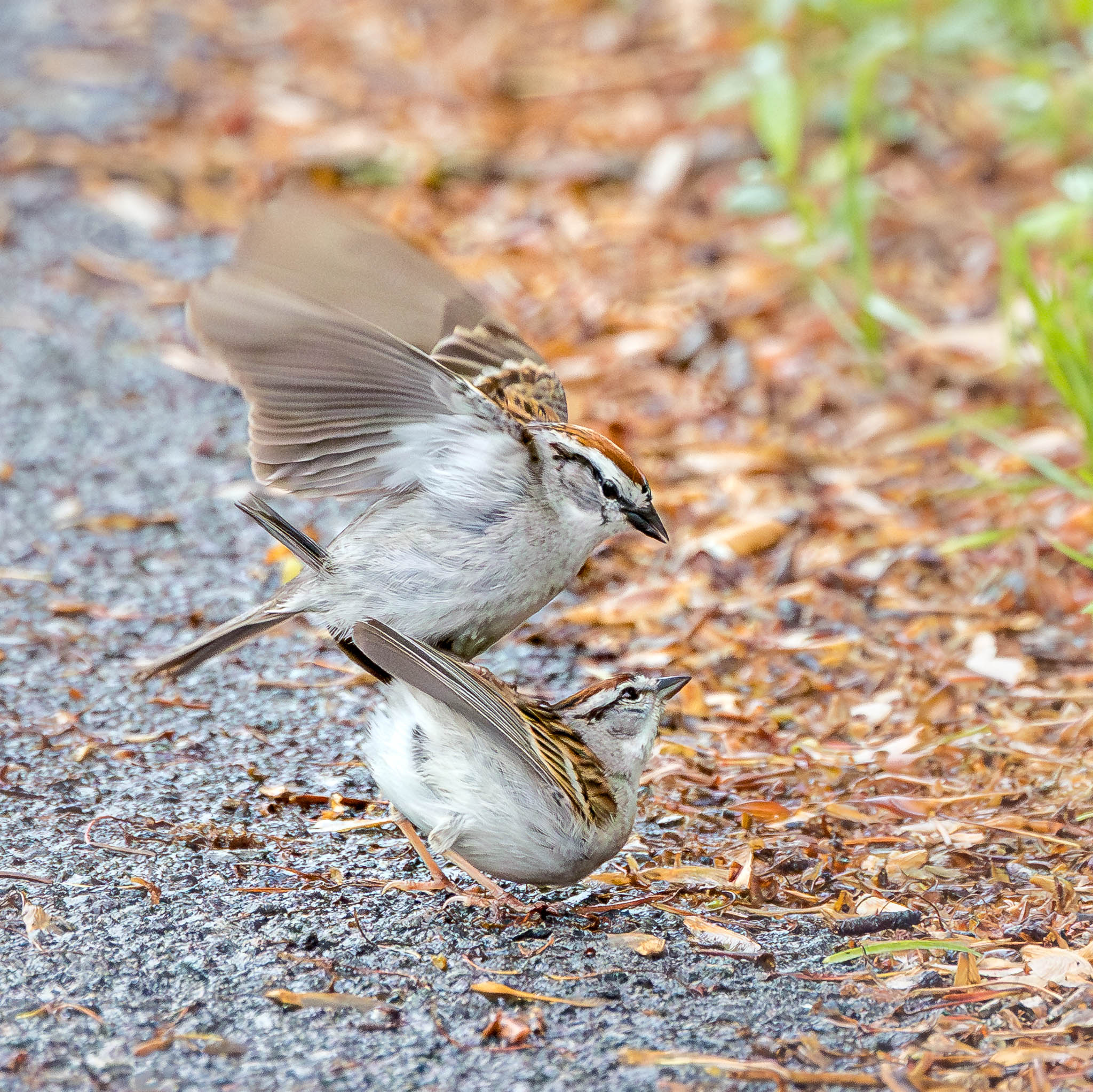 Chipping Sparrow